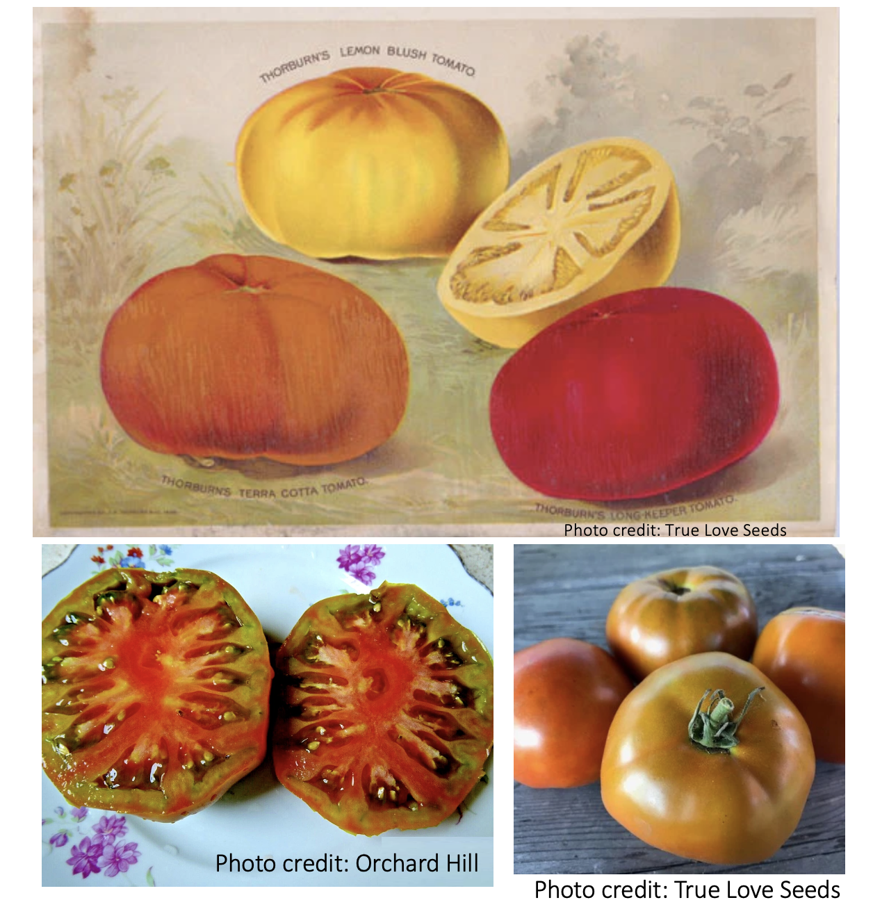 Thorburn’s Terra-Cotta 1893

Another old heirloom recently made available, seems to be many subtle variations- which is the real one? More important which grows best and tastes best? 