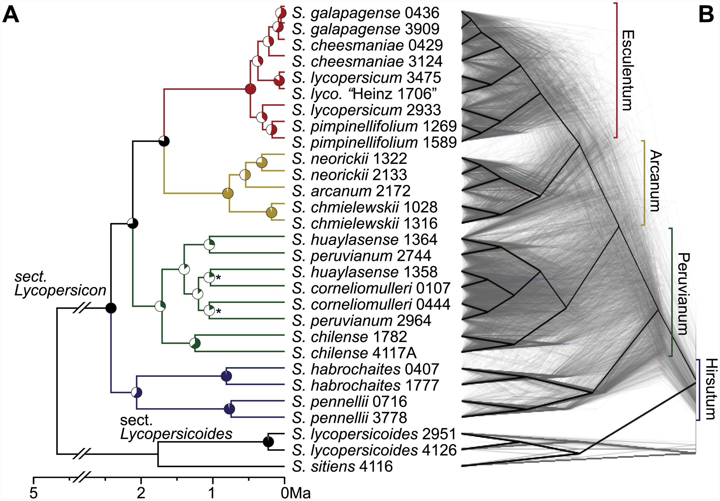 As these research papers show, tomatoes are related to other species of Solanums, some more closely related and able to interbreed with tomatoes. The closest related is called Solanum pimpinellifolium (Currant tomato) which phylogenetic studies show 