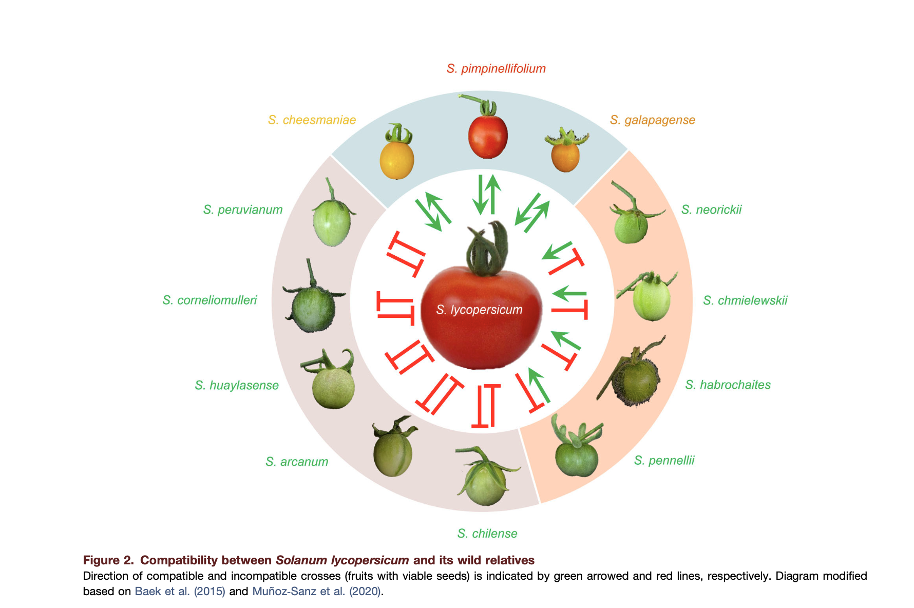 This diagram illustrates what the fruit of many of those wild relatives look like, and indicates whether that species is able to interbreed with the tomato (Solanum lycopersicum).

The closest relatives are the three on top. All tomatoes are derived 