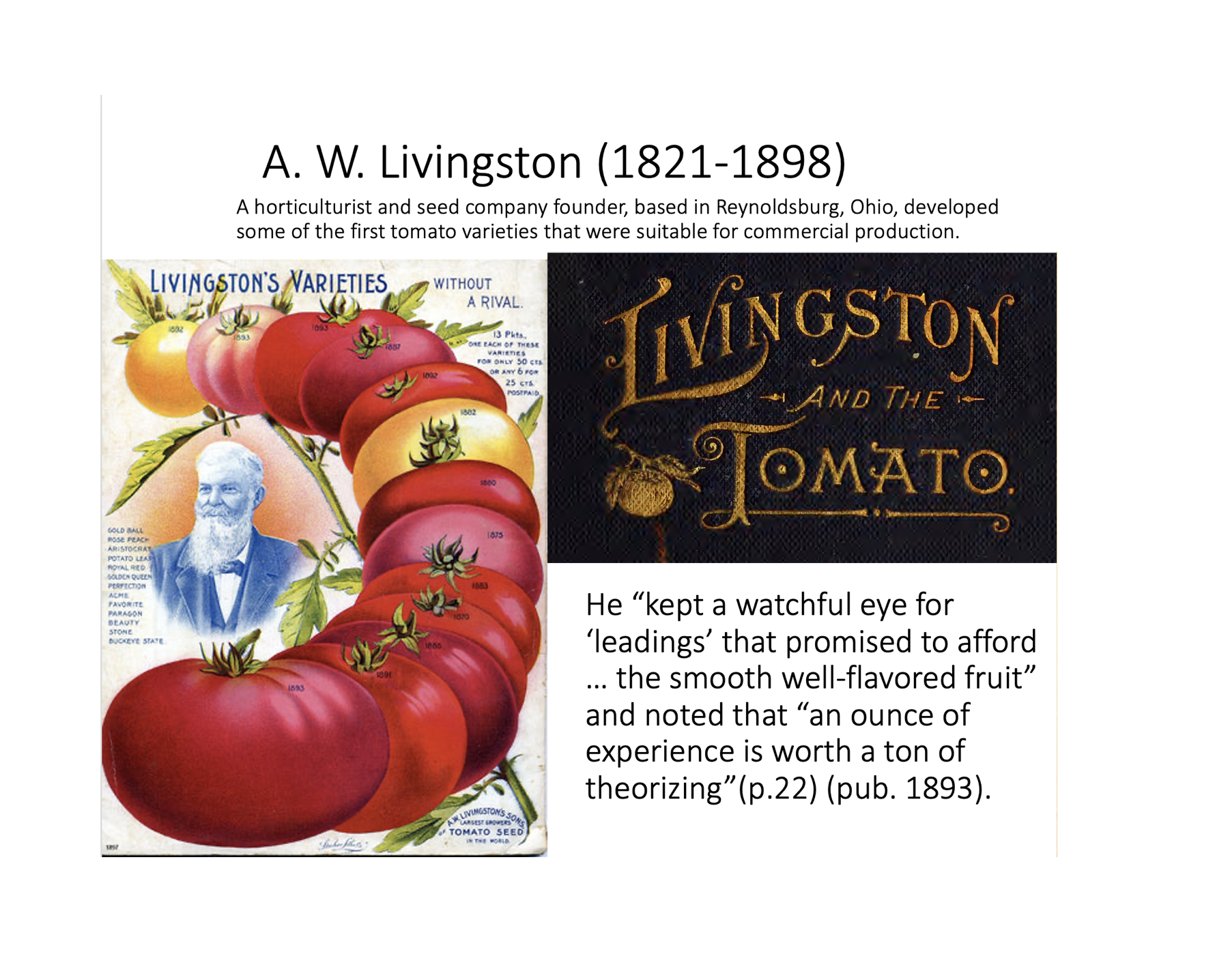 In the 1800s, many heirlooms were being saved, Mortgage Lifter, Cherokee Purple, Amish Paste, etc. that would later be widely shared especially in the 1980s onward by folks like William Woys Weaver, Carloyn Male, Craig LeHoullier. Many varieties were
