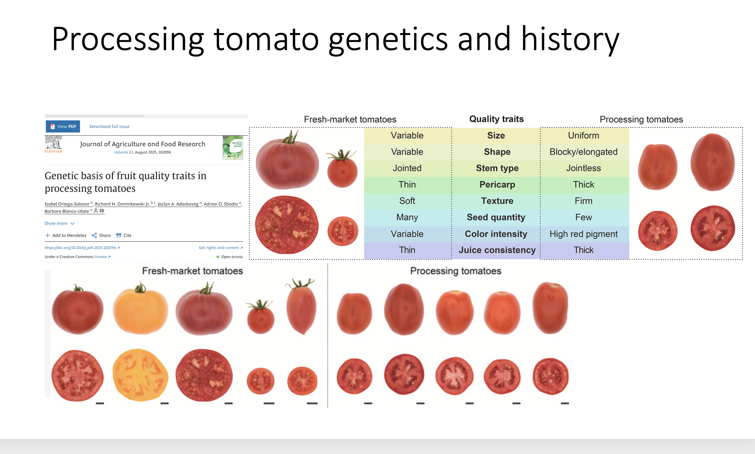 One of the main things Charles Rick and others did with the wild relative genetics was to improve processing tomatoes. They diverged into their own type that is distinctly different from fresh-market tomatoes (which includes heirlooms and modern hybr