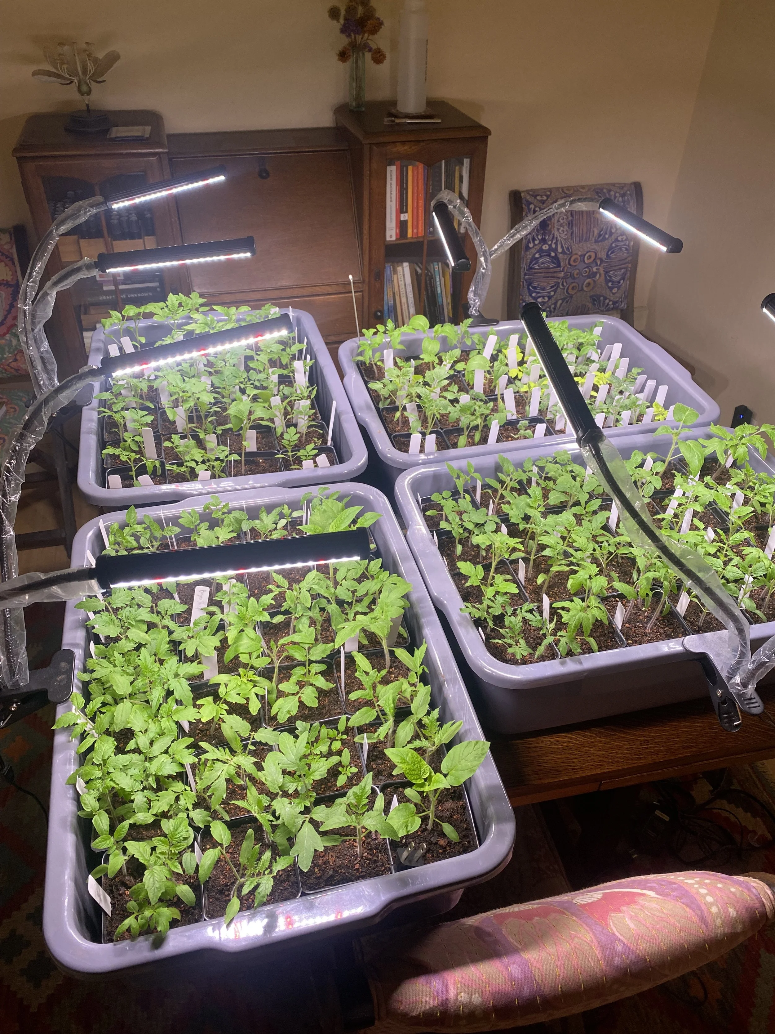 After 1 month, they are ready to be set outside in part sun, and can stay overnight as long as nighttime temps are above 50 degrees. 