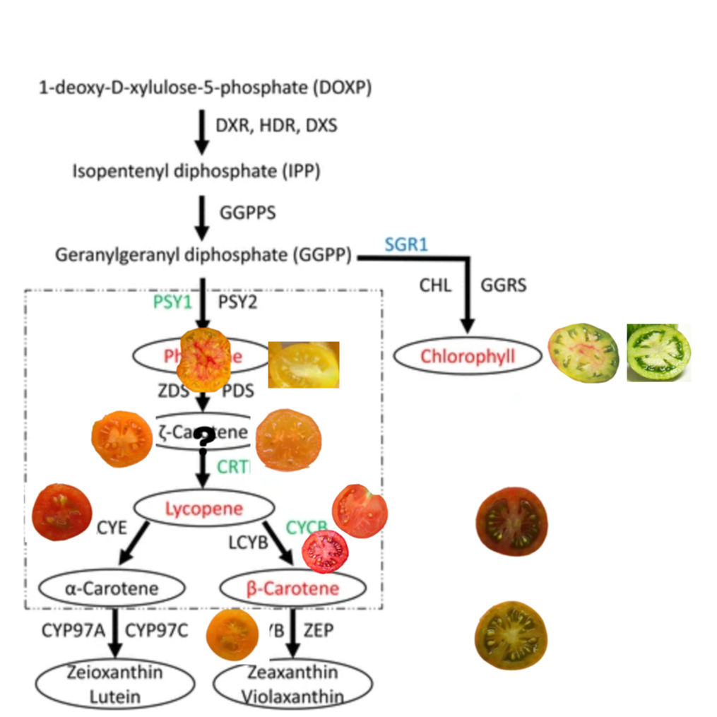 Fruit Color Dynamics: Layers and Flows