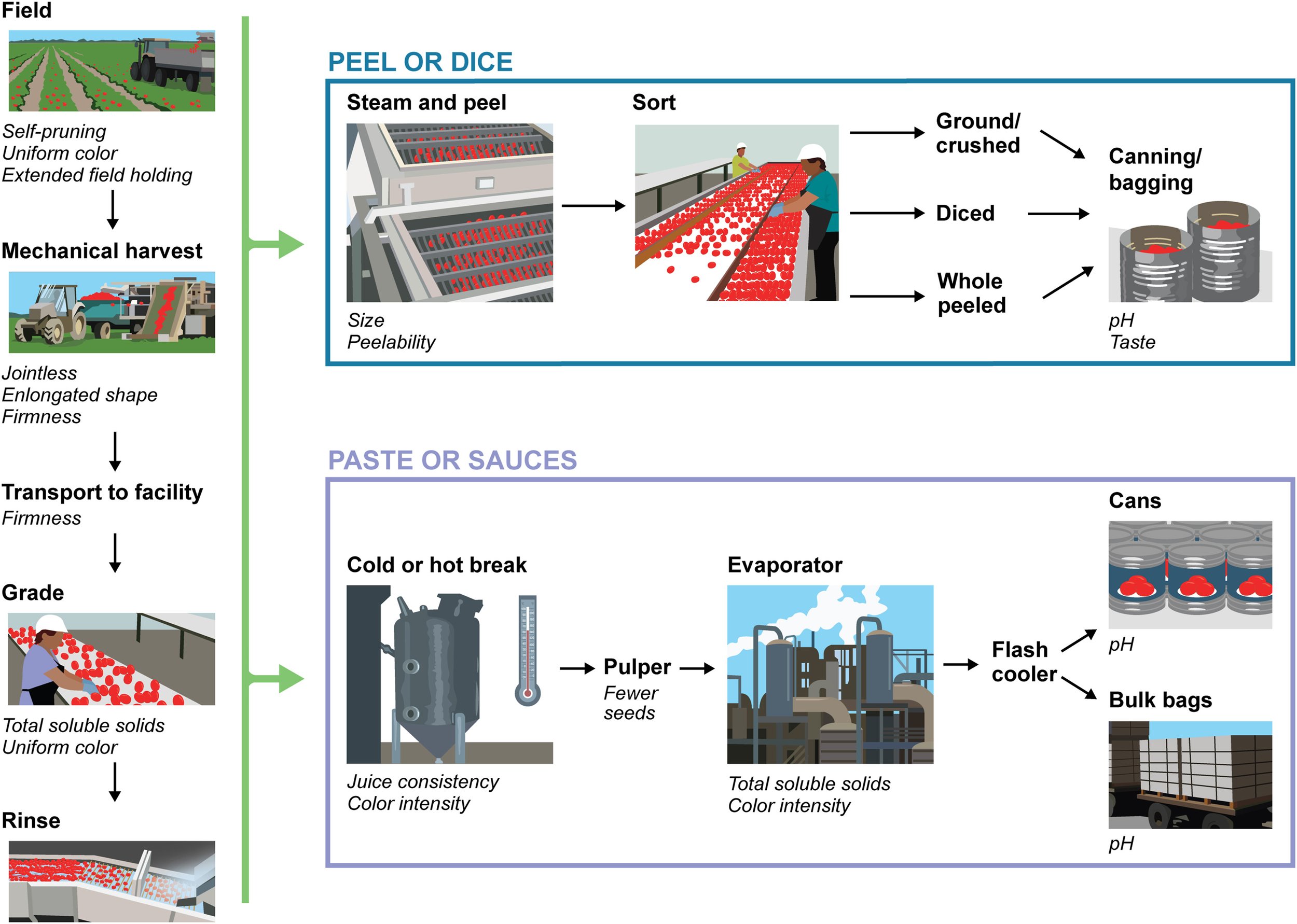 In 1940 San Joaquin county became the number one county in the US in canning tomato production, due to climate and soil. Through advances in incorporating wild relative genes for disease resistance and productivity and harvestability and more recentl