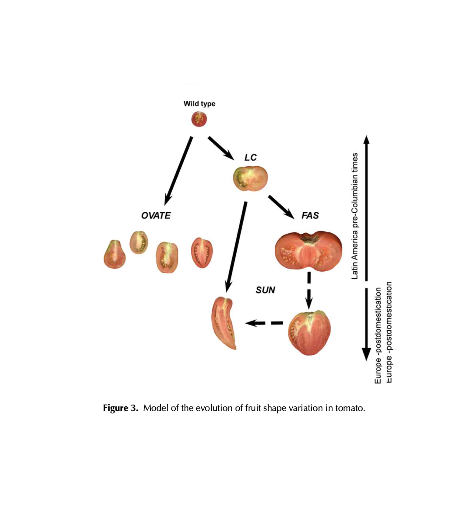 The shapes of possible tomatoes expanded through domestication. Heart tomatoes have the (sun) gene elongating them (developed through European domestication)  and (fas) gene combining their carpels.

Rodriguez et al. 2011. Distribution of SUN, OVATE,