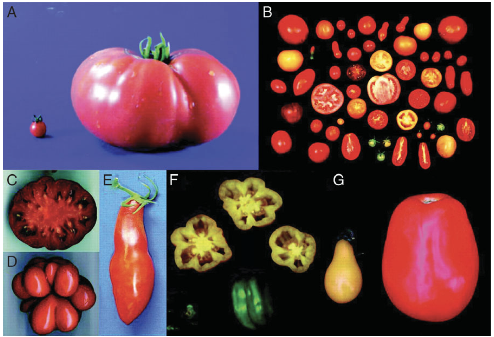 Solanum pimpinellofolium compared to heirloom type, through domestication, and selecting for certain traits allowed to become bigger, but also lost diversity “genetic bottleneck”

Tanksley SD. 2004. The Plant Cell 16 S181-S189

