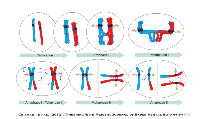 Little Dances: Mating, Match-making, Meiosis