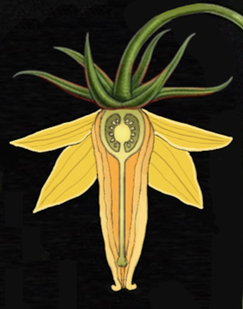 Timing is Everything: Making a Cross-Pollination