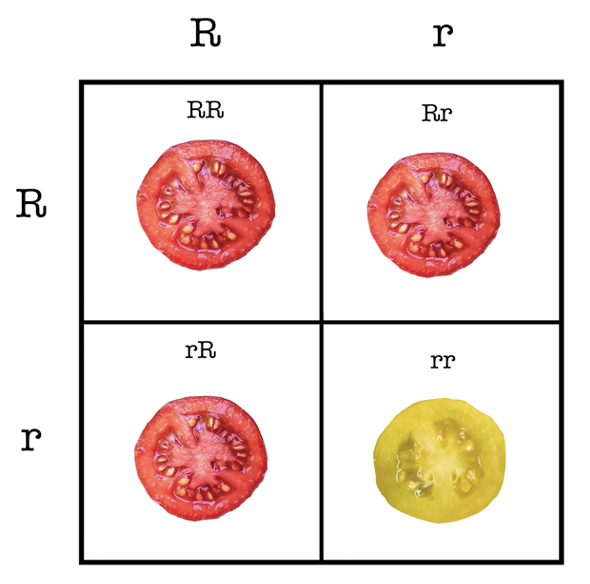 Choreography: Mendelian Genetics