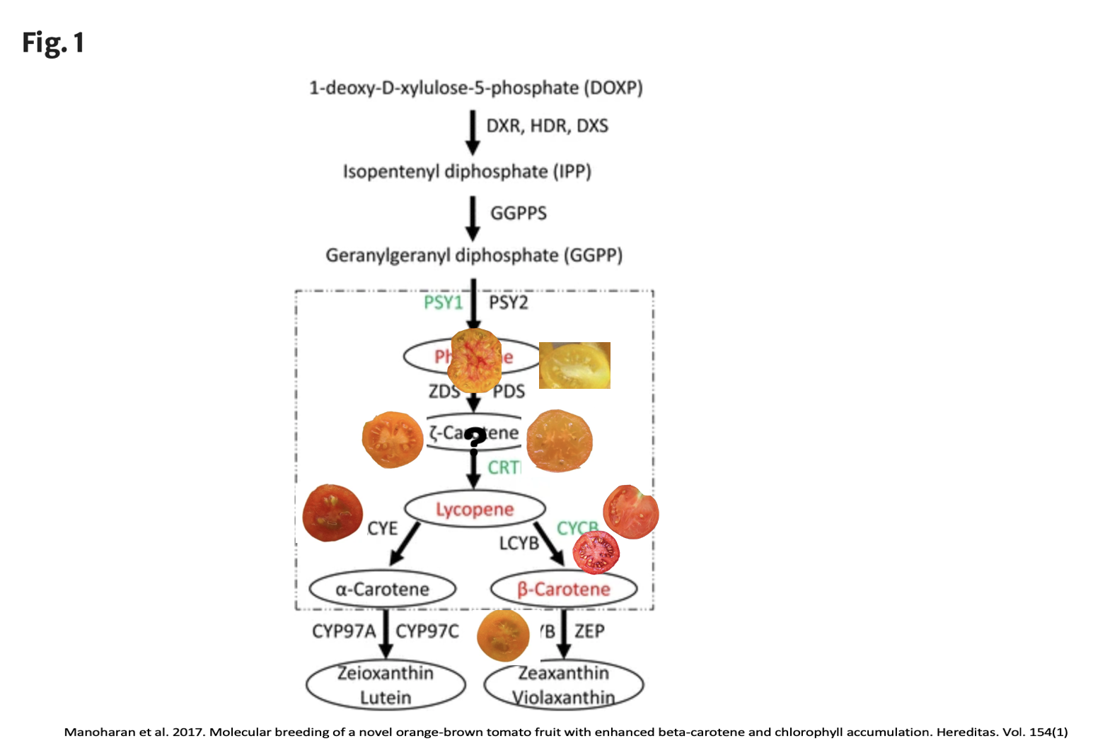 This image shows how bicolor, yellow, tangerine orange, red, beta orange and delta orange are related.

The next step in the carotenoid pathway is called carotenoid isomerase (CRTISO) created by the T gene.

This gene allows orange-colored prolycopen