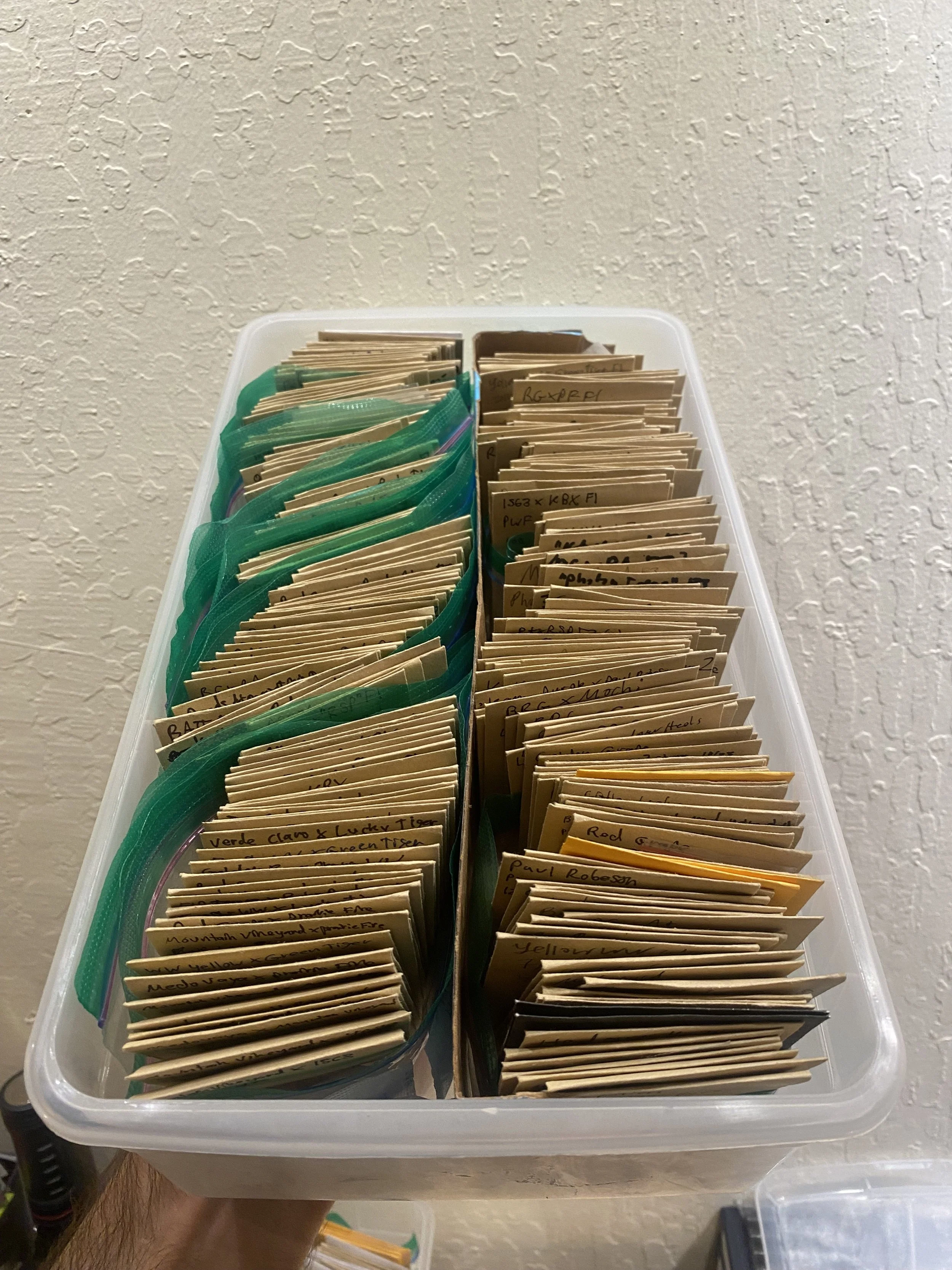 It’s not necessary, but if there’s one thing that makes a big difference, it’s saving your seeds in the fridge. My germination rates are really excellent. I have ten year old seed that are almost all germinating. For fresh seed, make sure they air dr