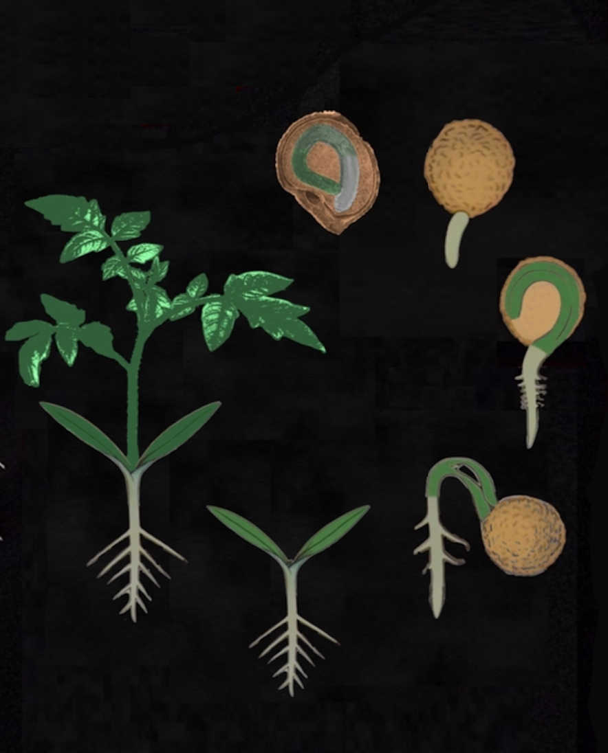 Moist, Warm, Disease-Free: Starting Seeds