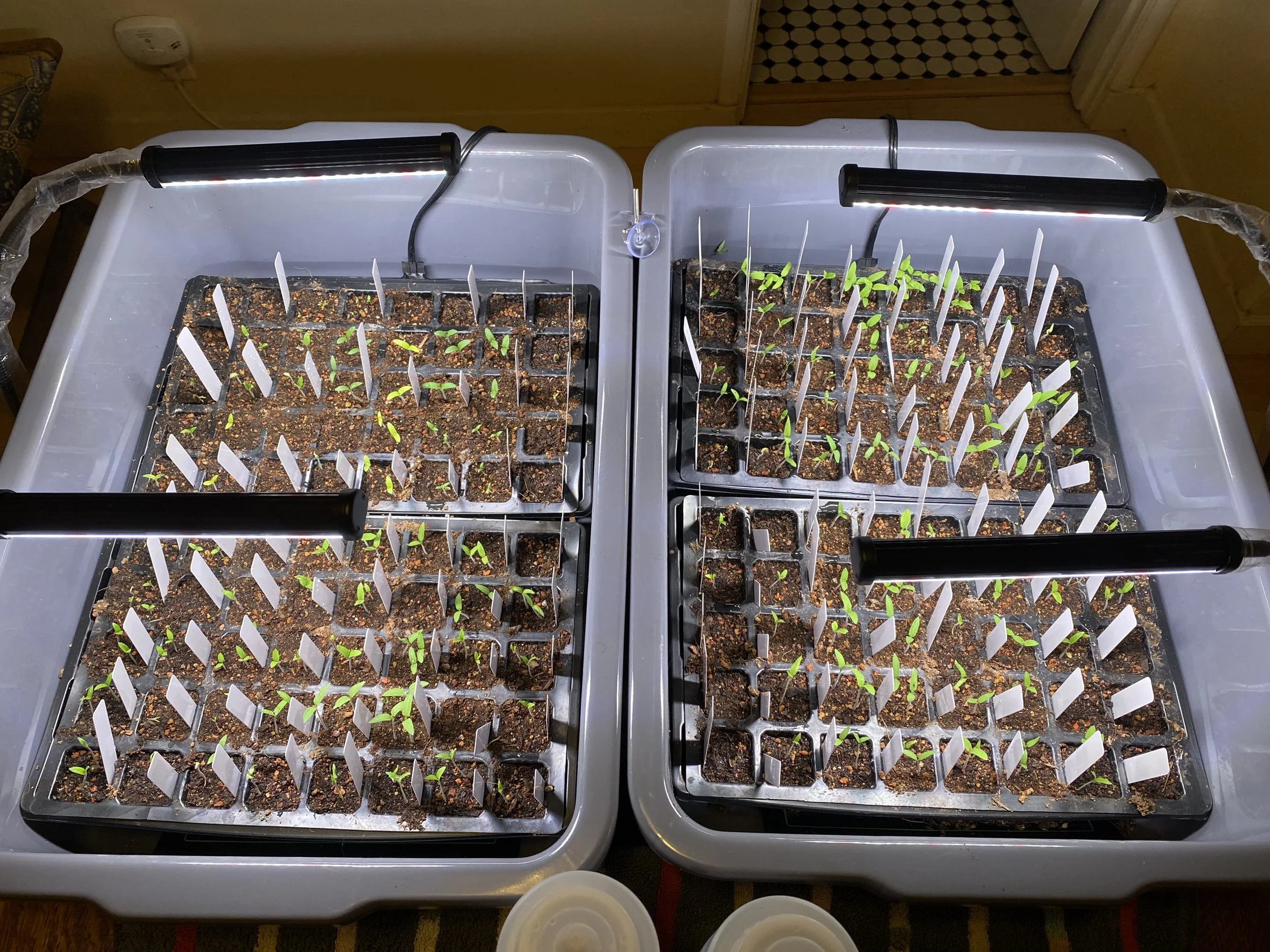 After 1 week under full spectrum lights with heat mats set to 80 degrees, the seedlings are ready to level up.