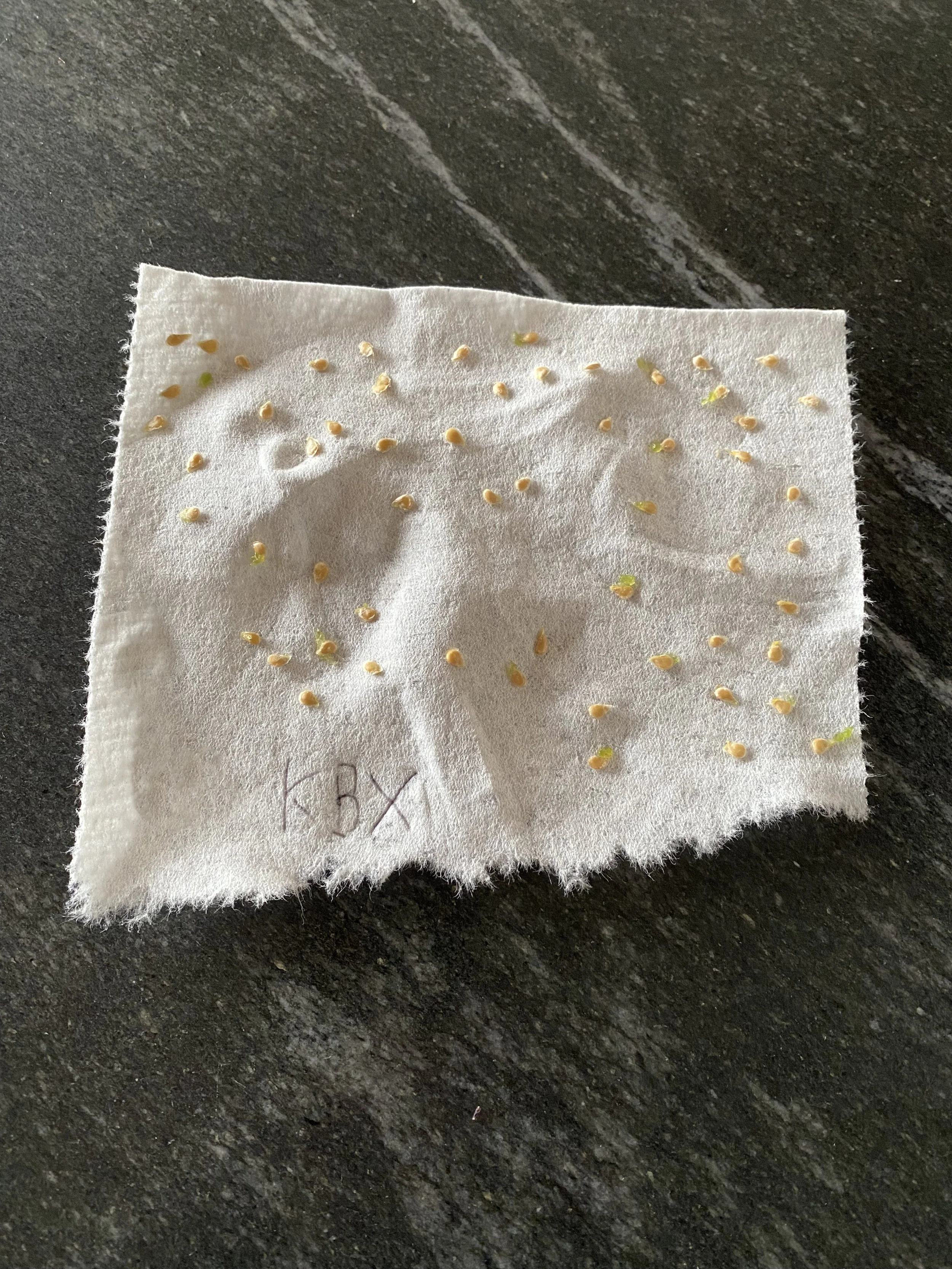 Dry & Cold: Saving and Storing Seeds