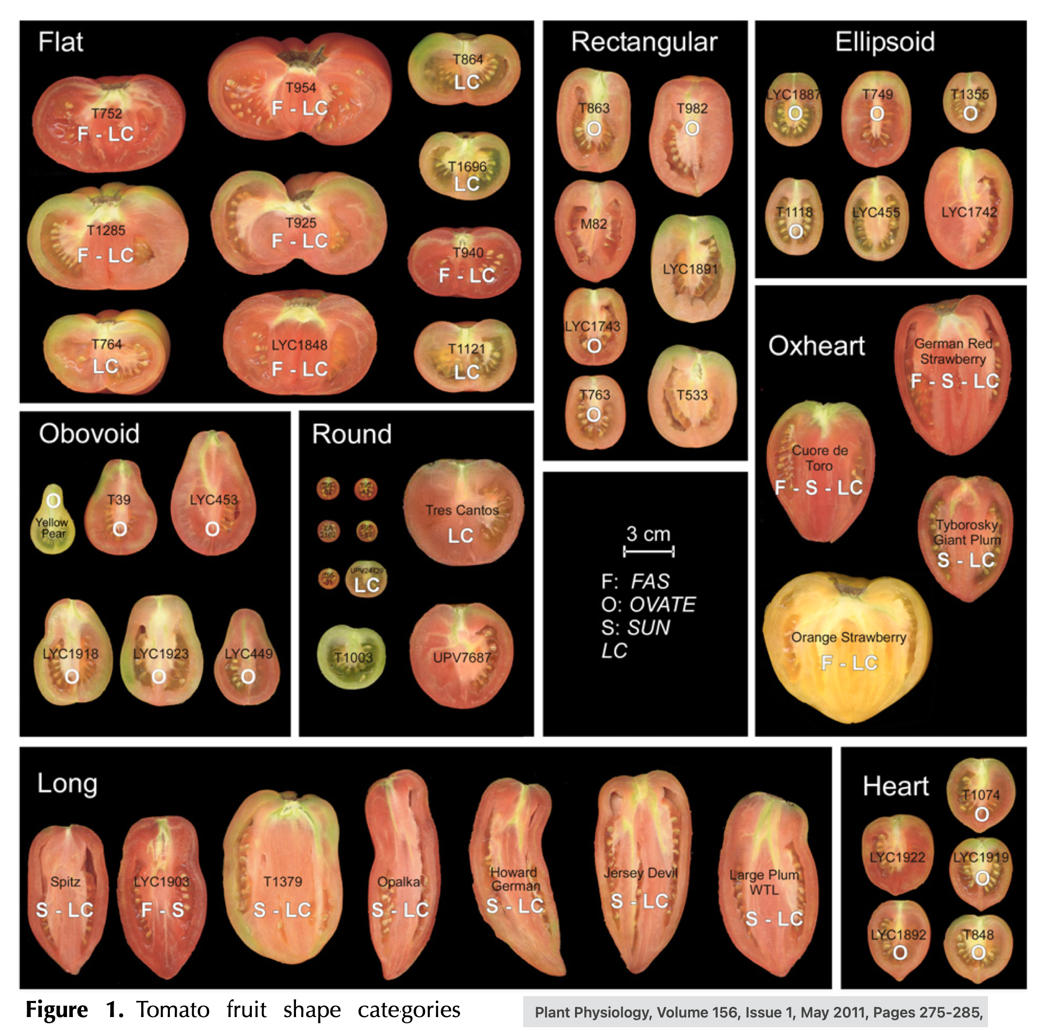 Fruit Size and Shape Genes