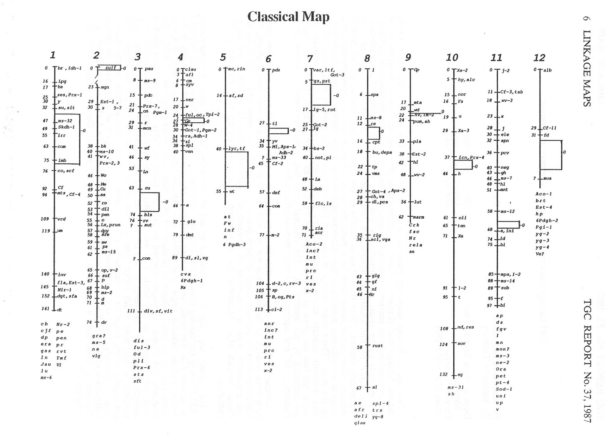 The tomato contains 12 chromosomes, and thanks to the pioneering work of Charles Rick and so many others, the location of many genes are well-documented (some locations have been refined since; from TGC Report No. 37, 1987)