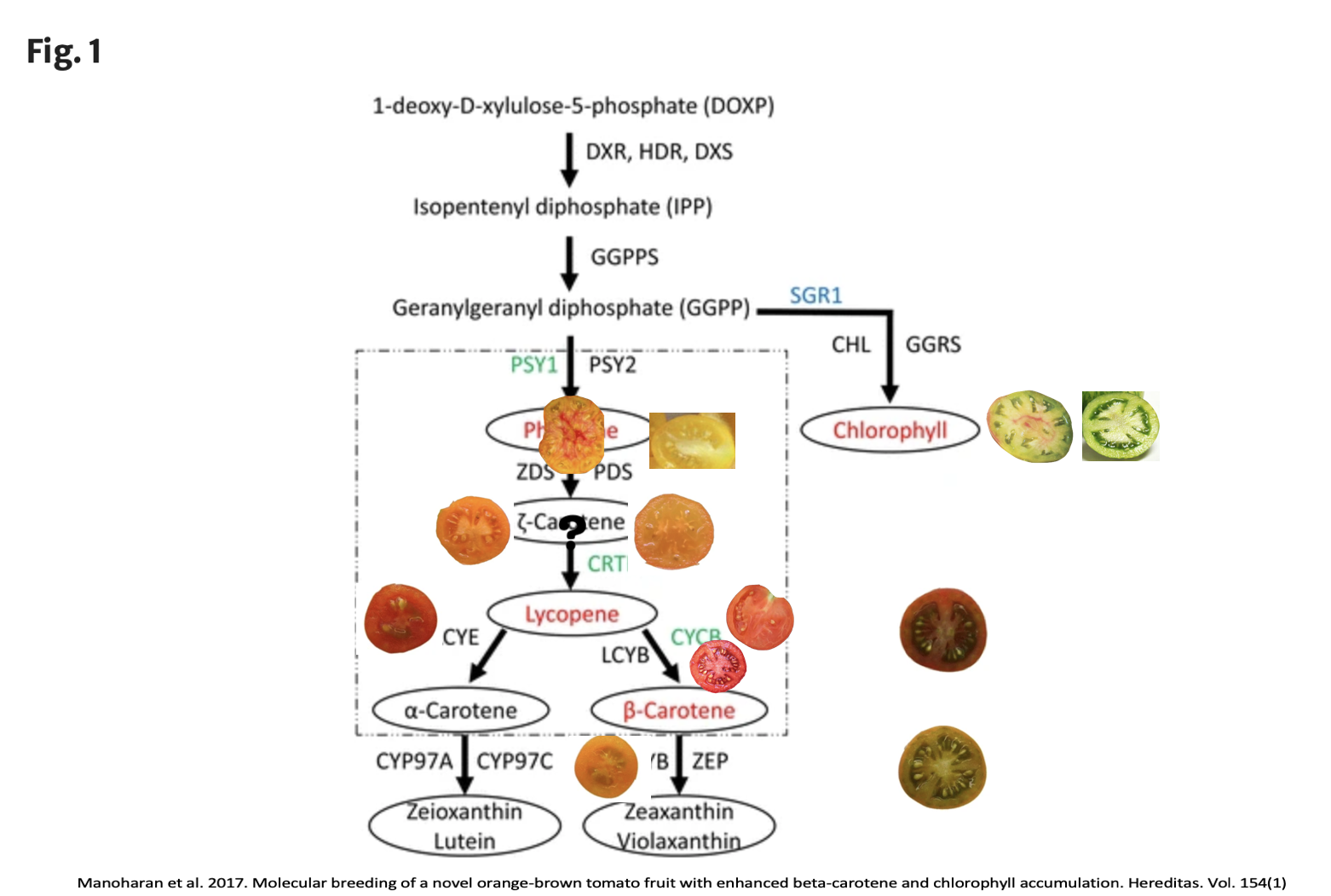 With the addition of the (gf) greenflesh gene other colorations are possible. It combines with the products of the carotenoid genes to make different colors. 

With an otherwise red tomato, the greenflesh gene would make it a brown tomato

•For a pin