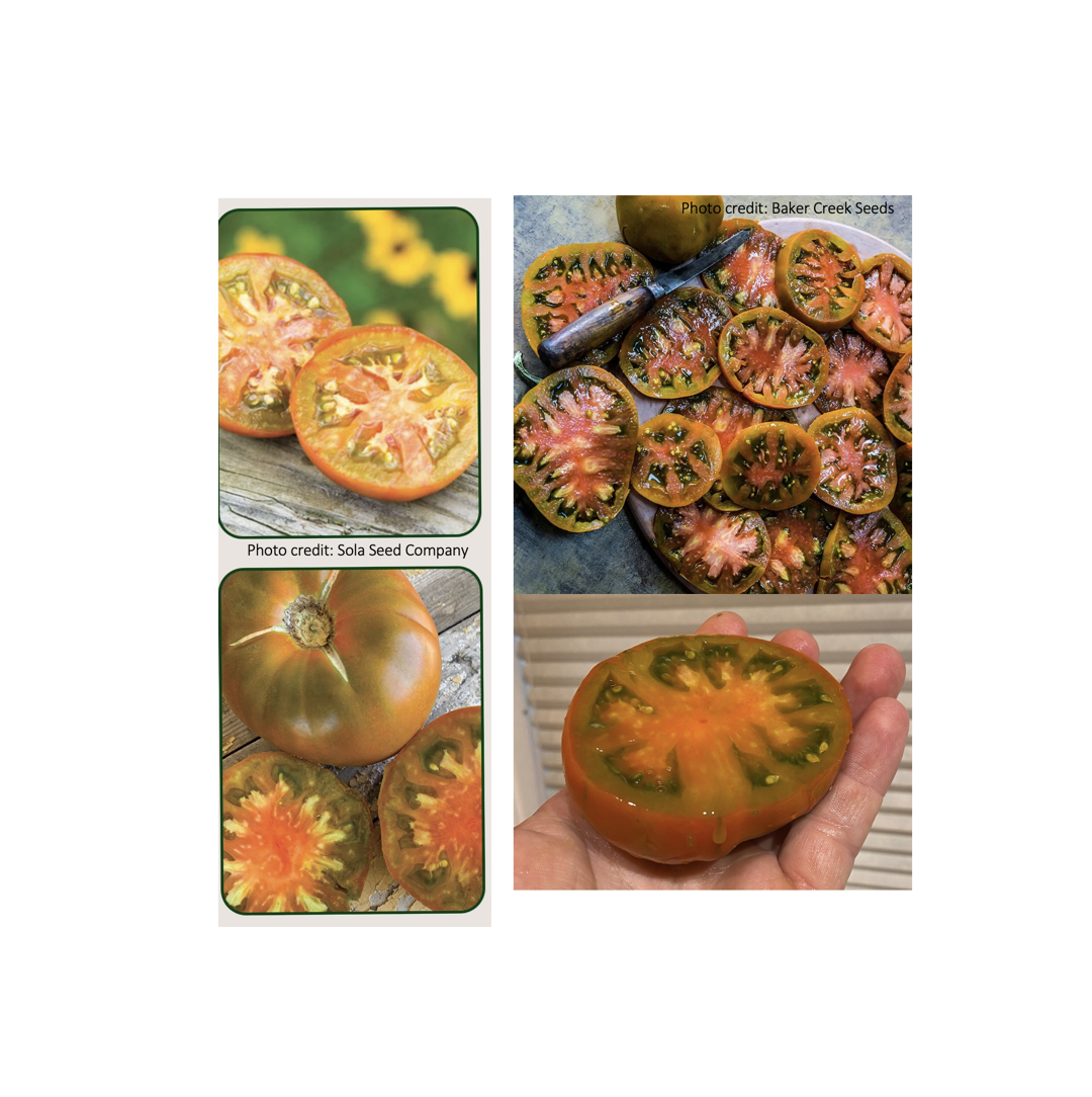 You might ask which is the real one? In my opinion, the more important question is which grows best and tastes best?  These already have pretty good vigor, crossing with modern disease resistance would make them even more desirable.
