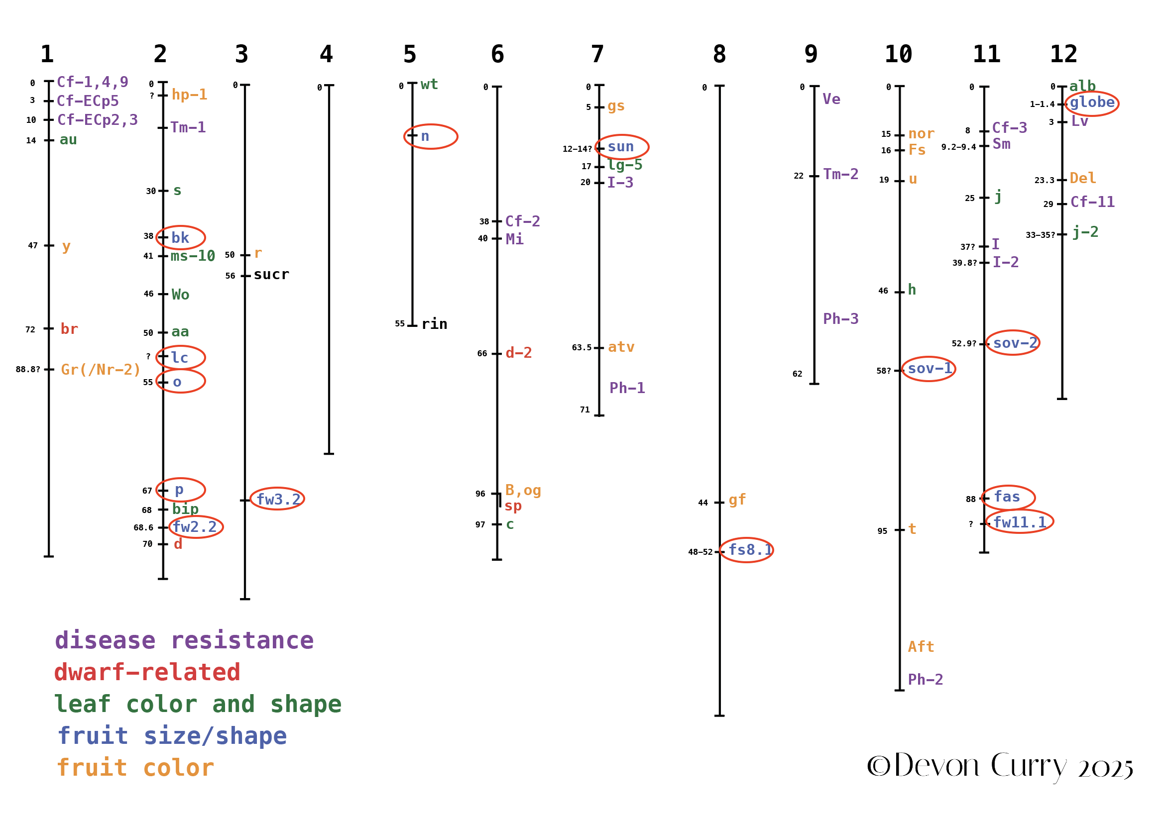 Fruit Size and Shape.png