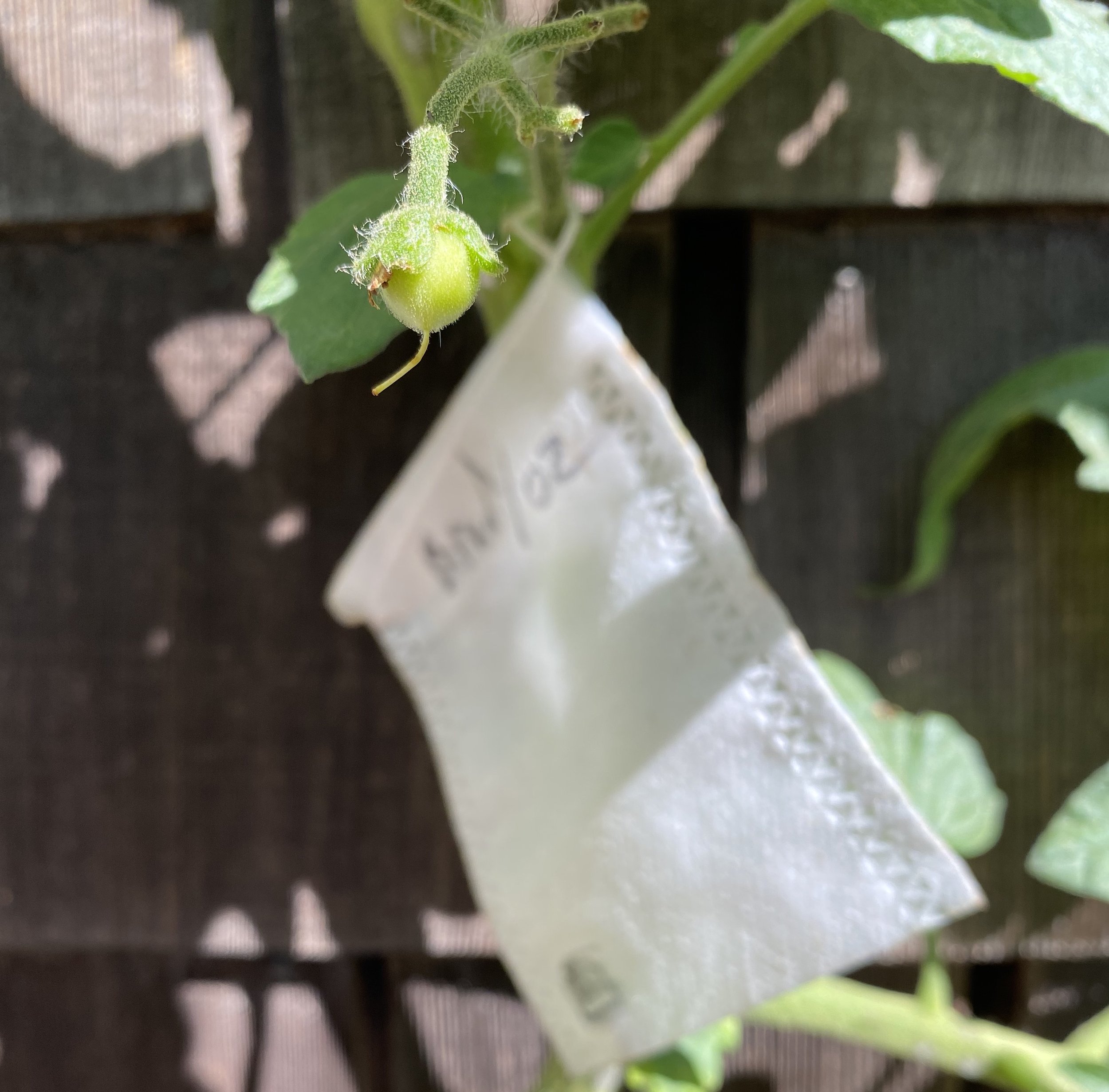 Once a fruit is well on its way to forming, I put a teabag around it to keep track of it and keep it safe. 