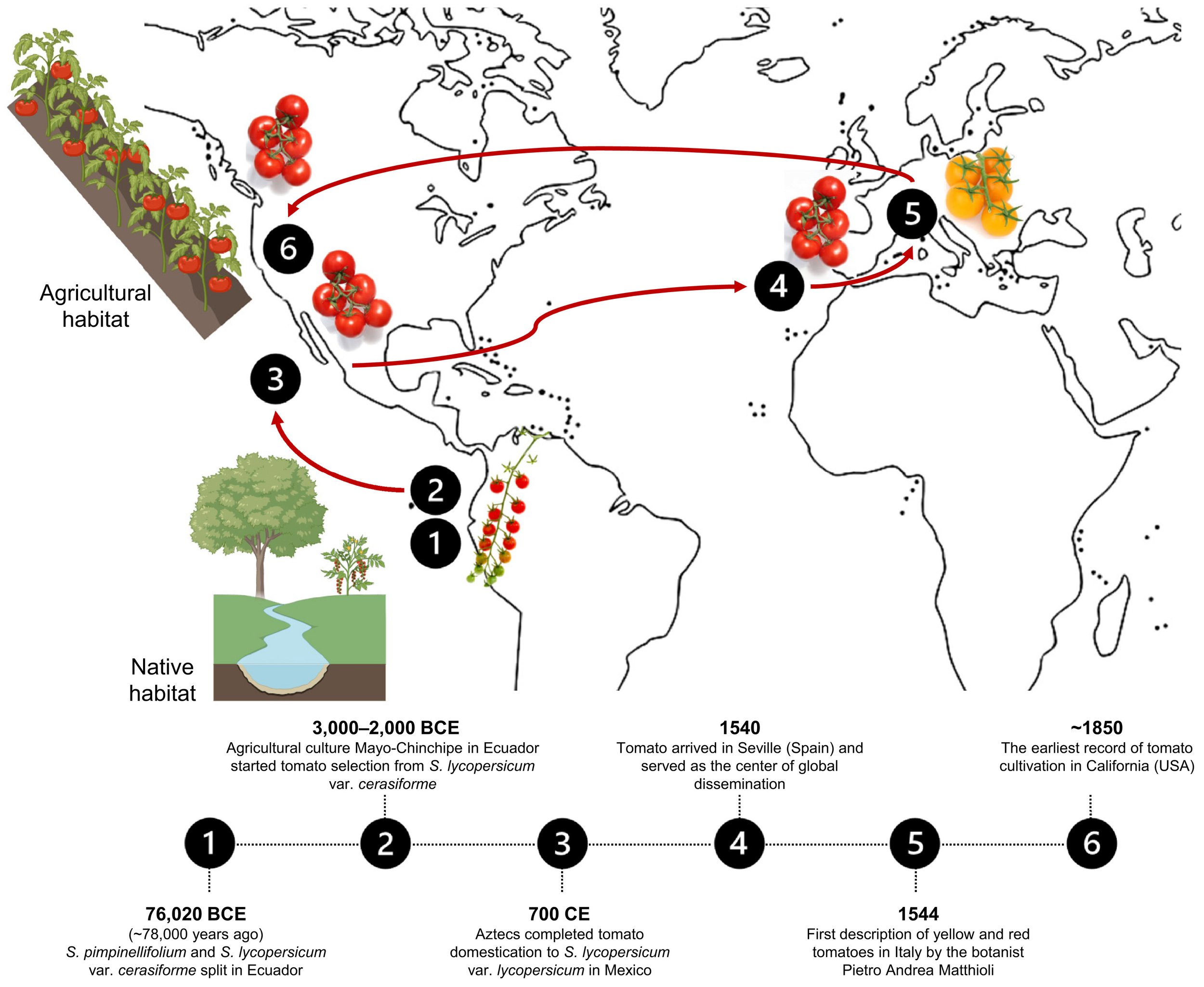 This shows the tomato's journey of domestication. 

Flores et al. 2023. The Tomato's Tale: Exploring Taxonomy, Biogeography, Domestication, and Microbiome for Enhanced Resilience. Phytobiomes journal 8: 5-20