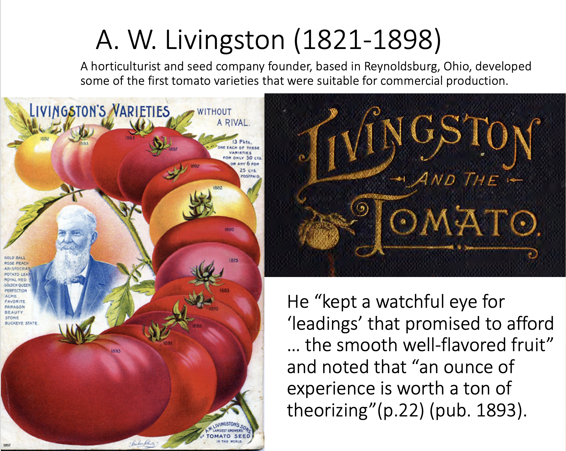 These don’t have modern disease resistance (happened in the 1970s), but were round and could be in the parentage of some modern varieties. Around this time many heirlooms were being saved, Mortgage Lifter, Cherokee Purple, Amish Paste, that would lat