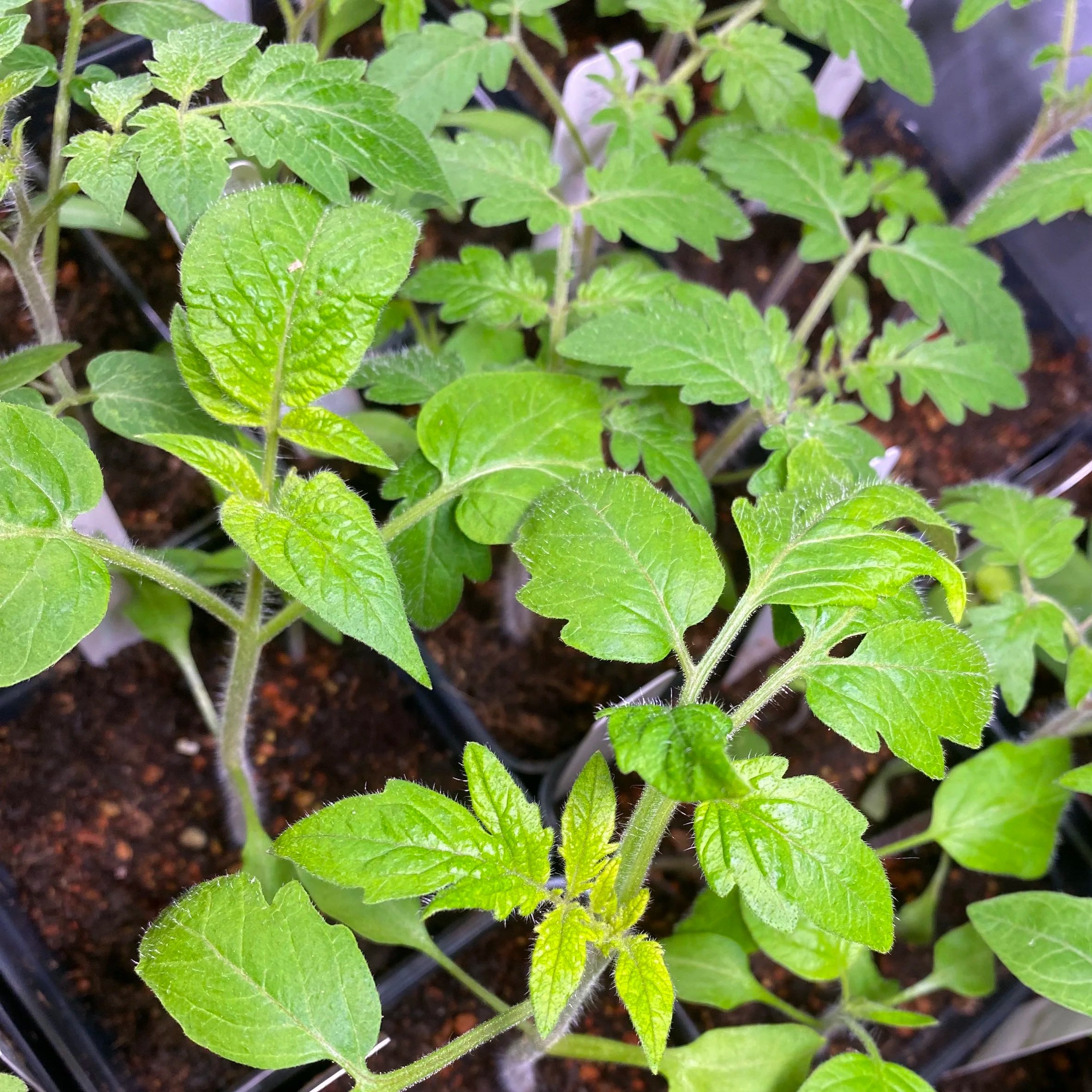 Leaf Color and Shape Genes