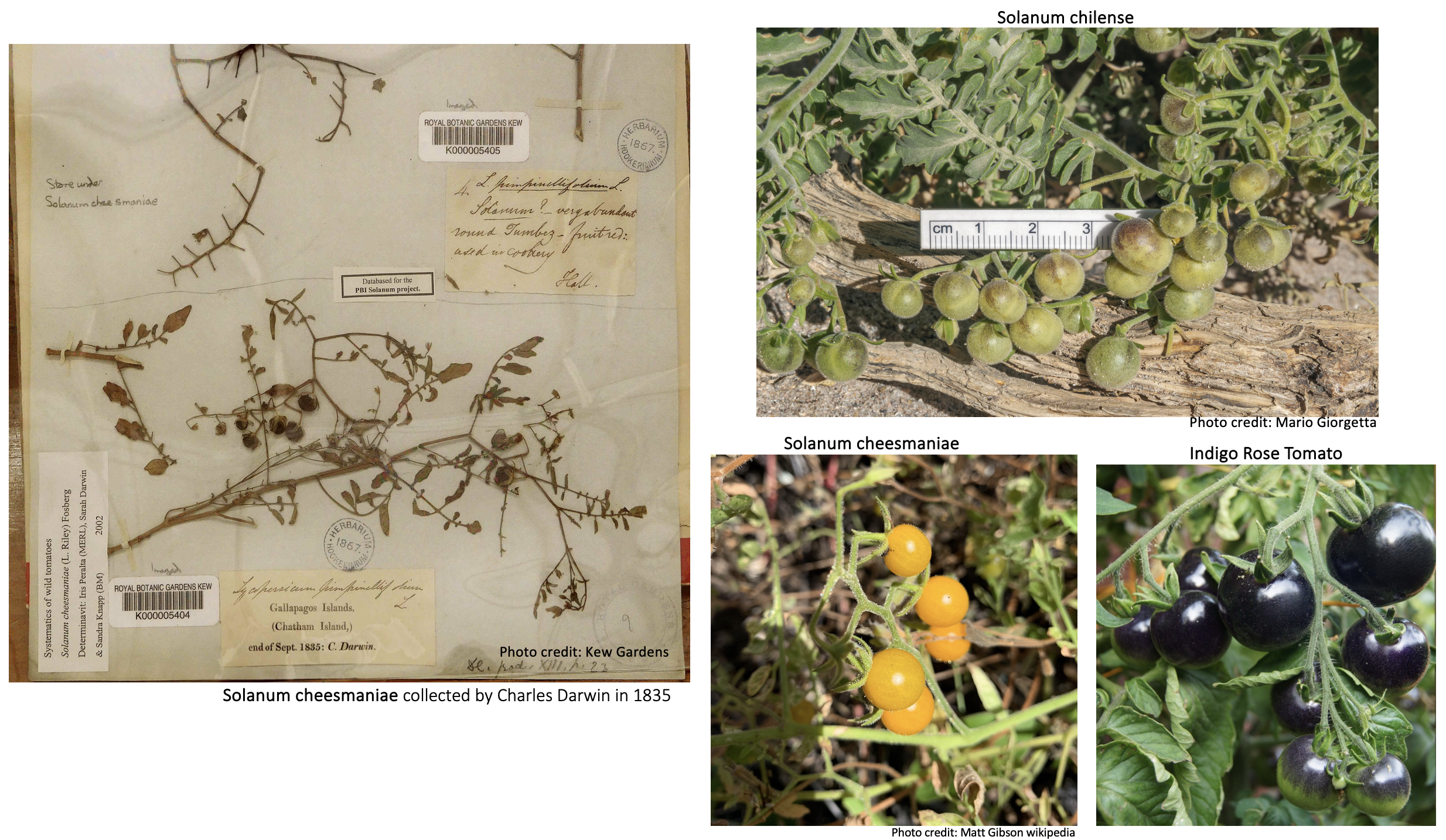 Jim Myers of Oregon State University created the Indigo Rose tomato which has the Aft (Anthocyanin fruit) gene from Solanum chilense as well as the atv (atroviolaceae) gene from Solanum cheesemaniae, which upregulates anthocyanin expression in the wh