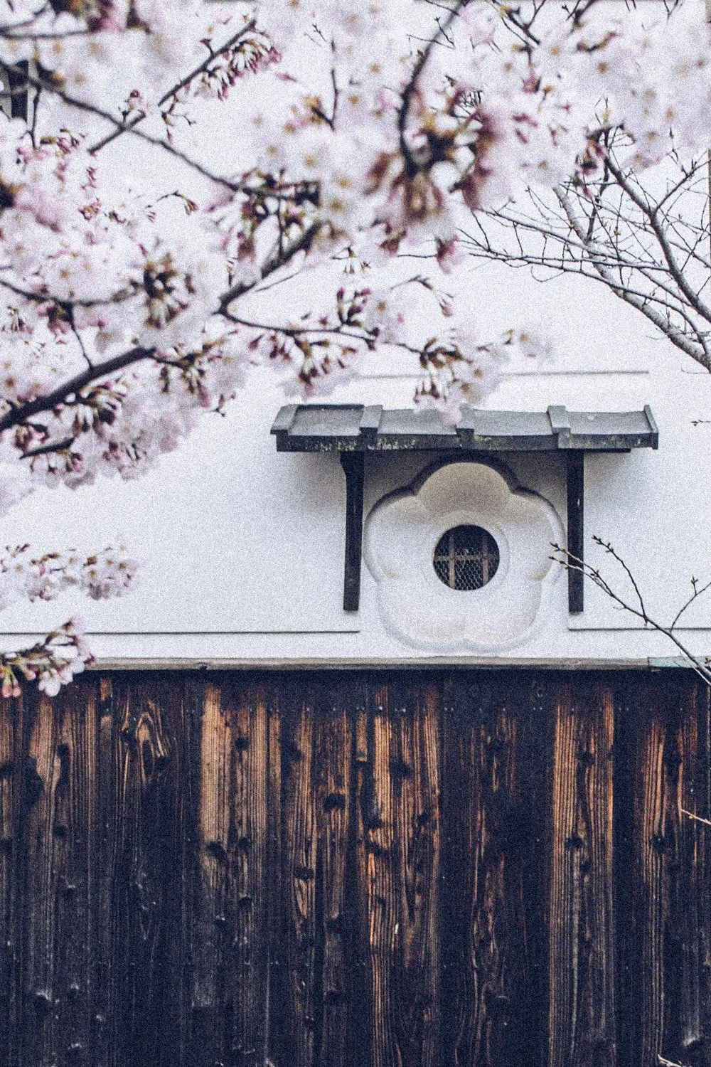 Kyoto-sakura__ArigatoCreative.jpg
