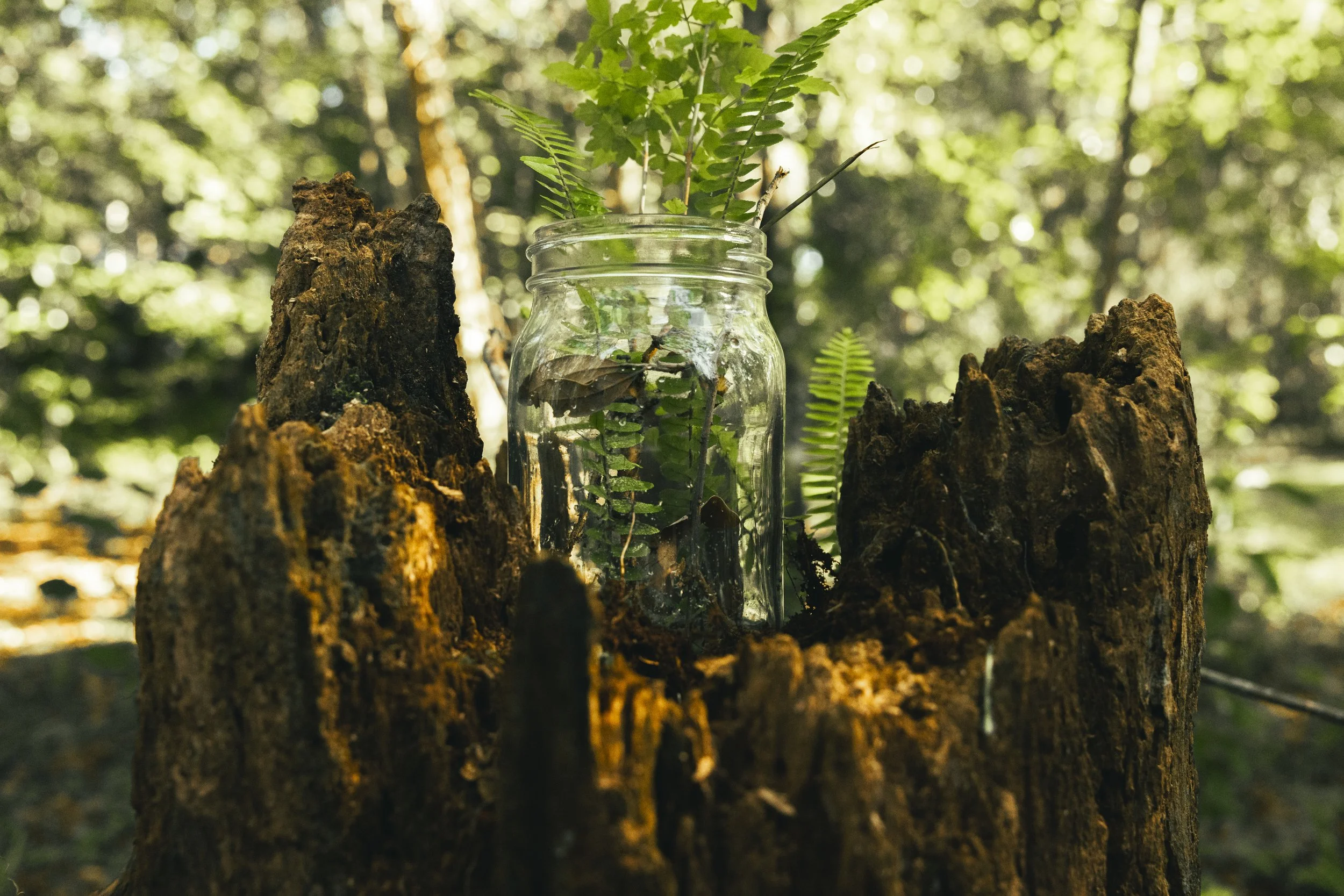 A glass jar with green fern leaves and small twigs inside is placed on an old tree stump in a forest, with sunlight filtering through the trees in the background.