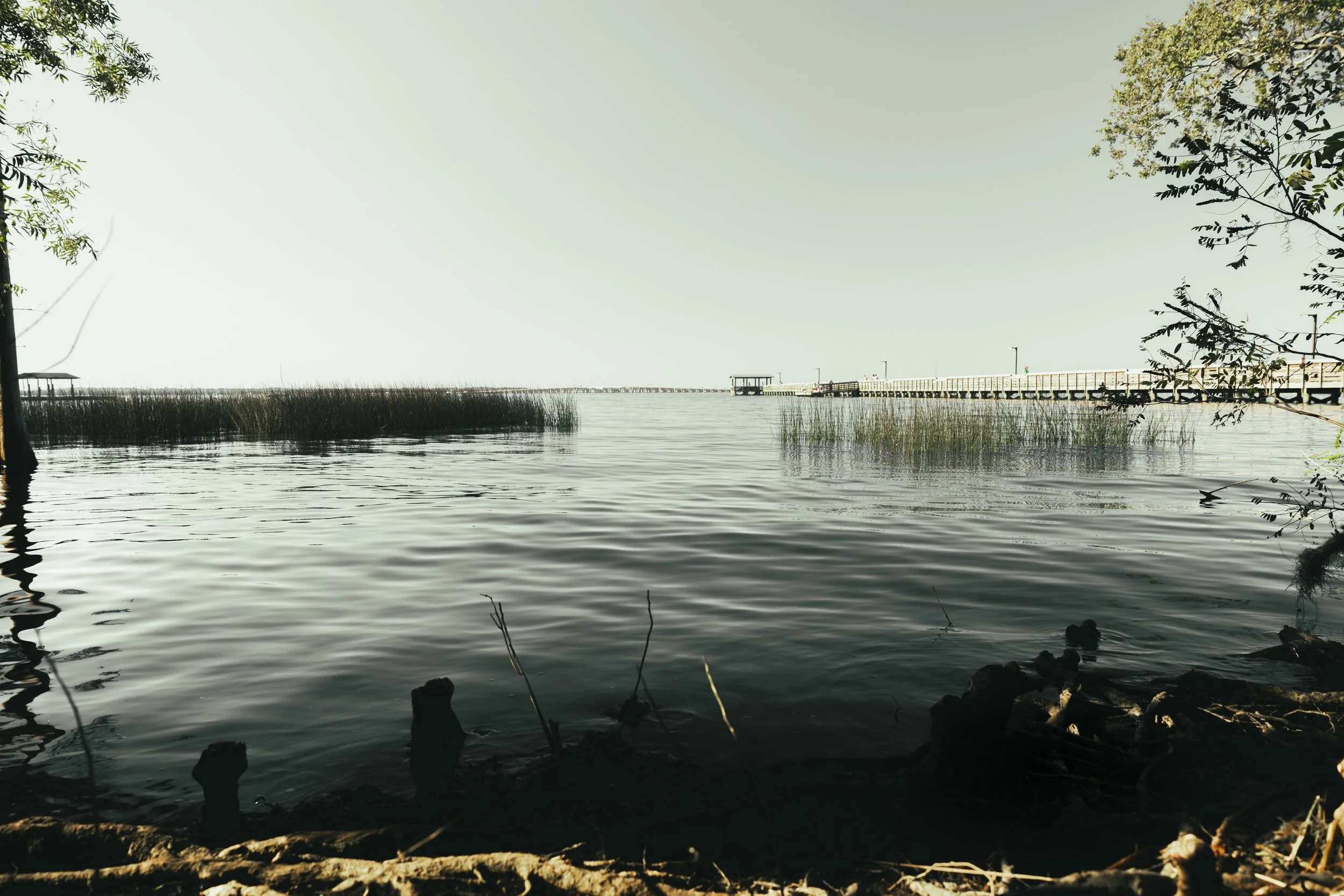 A calm lake with reeds on the water and a wooden pier extending into the distance, surrounded by trees and a light sky.