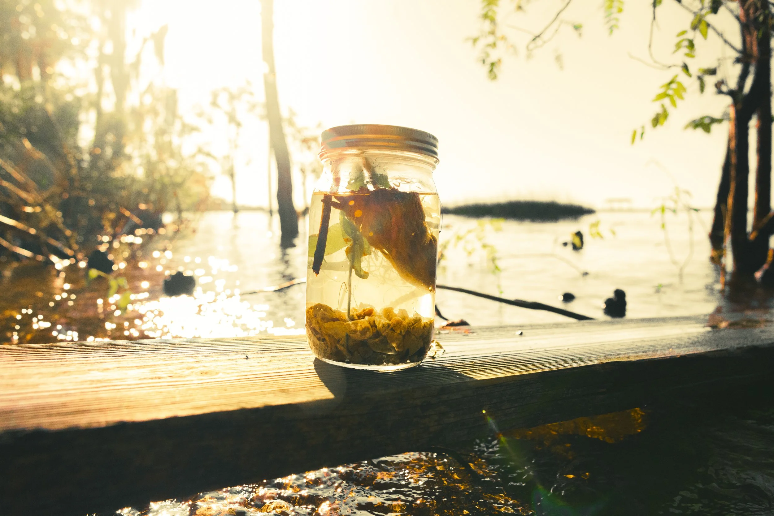 A glass jar with a lid sitting on a wooden surface near water, containing plant material and a mushroom, with a bright, sunlit outdoor background featuring trees and water.