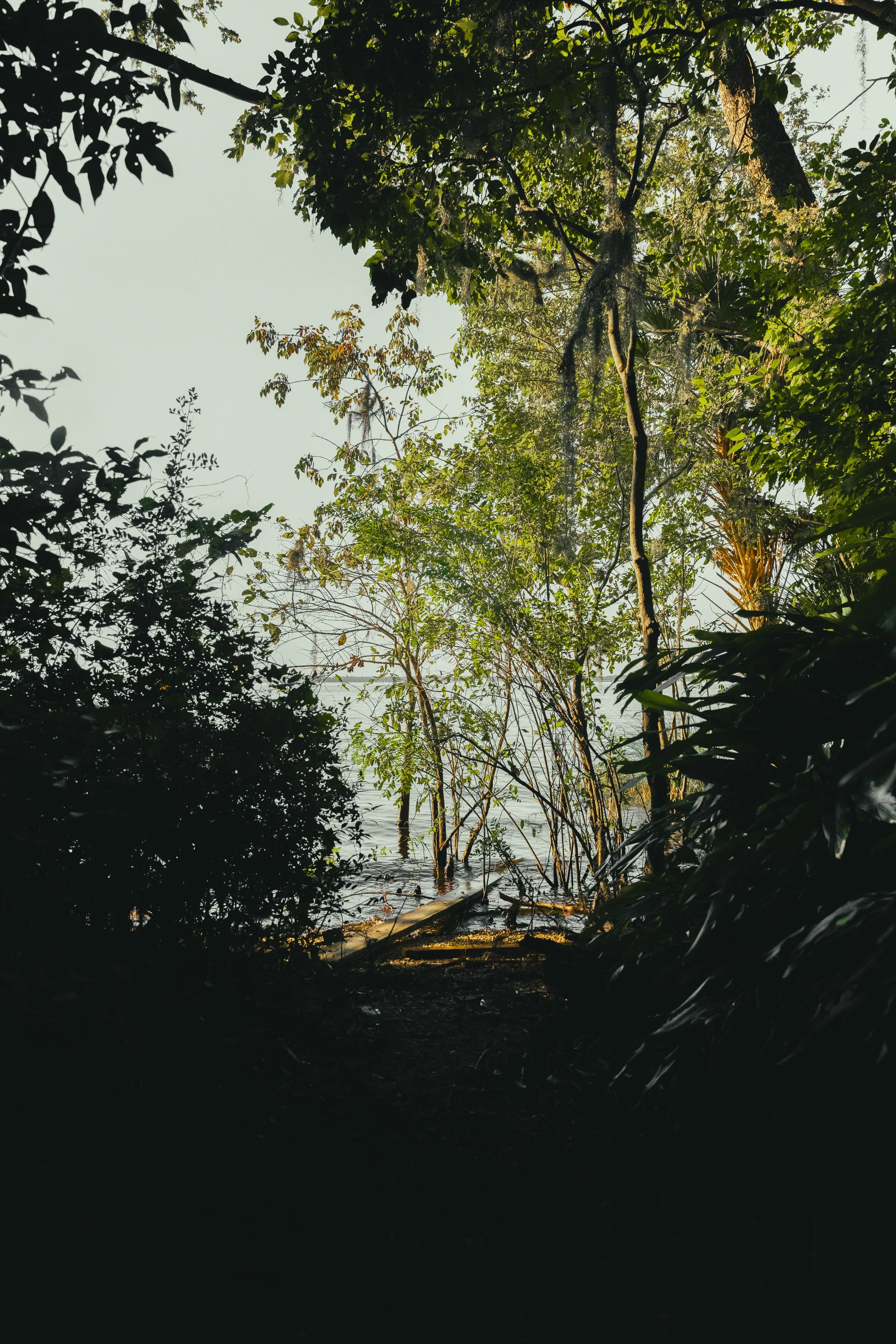 View of a river or lake through dense green foliage and trees with sunlight filtering through.