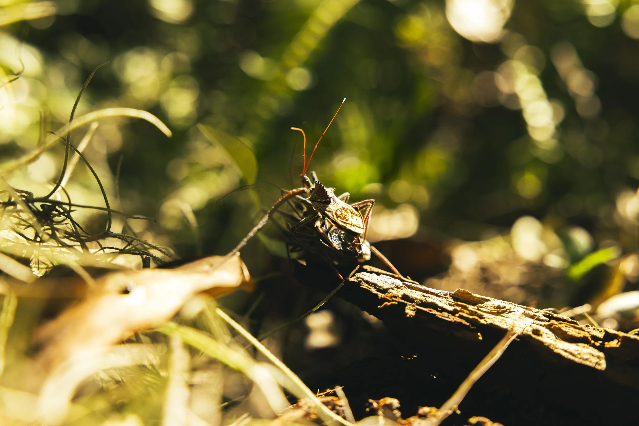 Close-up of a insect on a fallen tree branch in a forest, with sunlight filtering through leaves in the background.