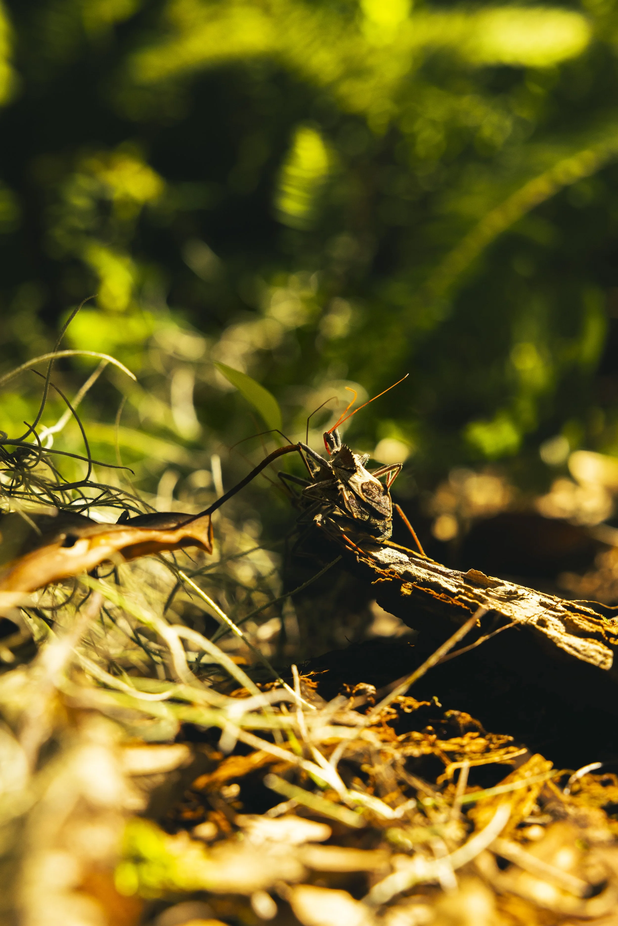 Close-up of a small insect with long antennae on a piece of wood amidst grass and fallen leaves in a sunlit forest.
