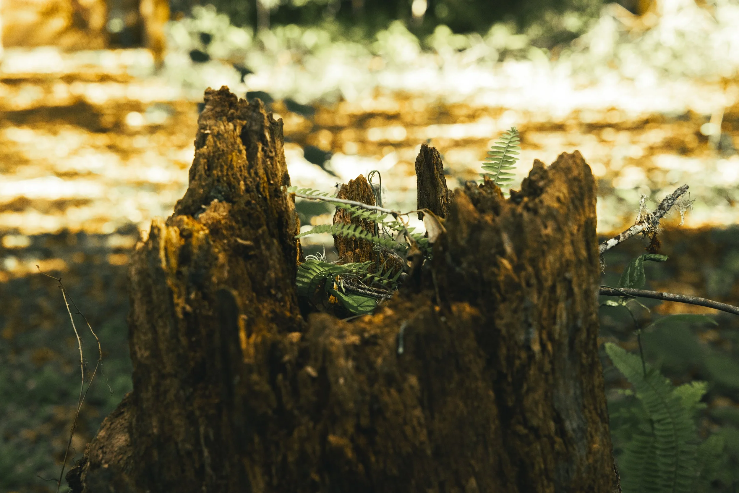 Close-up of a broken tree stump with small green fern leaves growing around it, in a forest setting with blurred background of trees and sunlight.