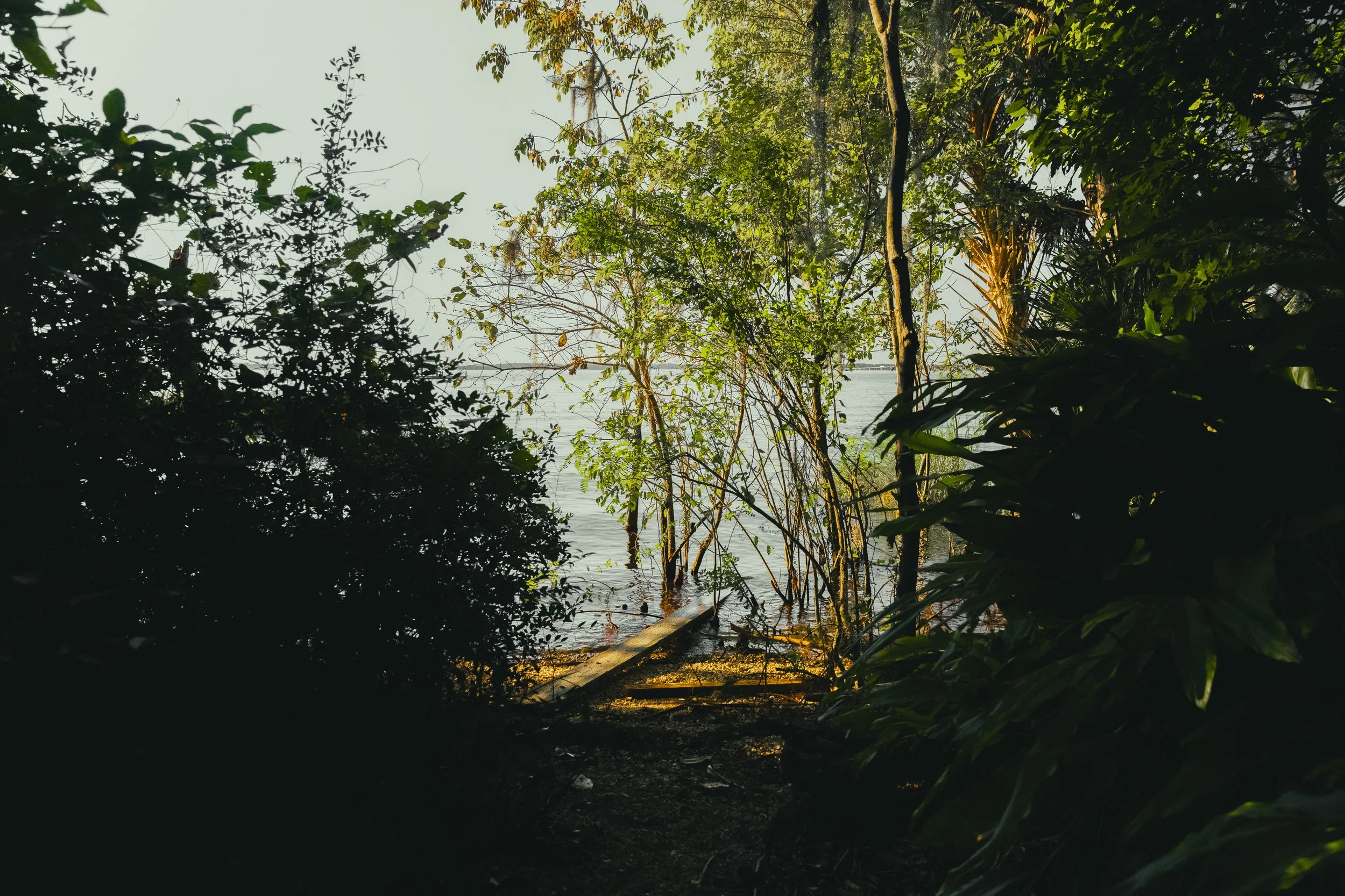 A view through dense trees and bushes showing a body of water and a boat or dock in the distance, during daytime.