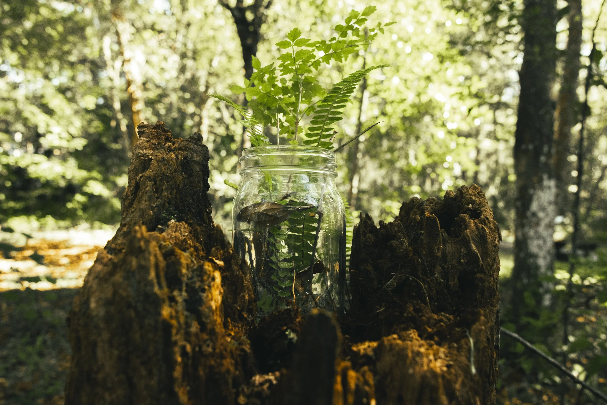 A glass jar with green fern leaves inside and outside, placed between two large tree stumps in a forest setting.