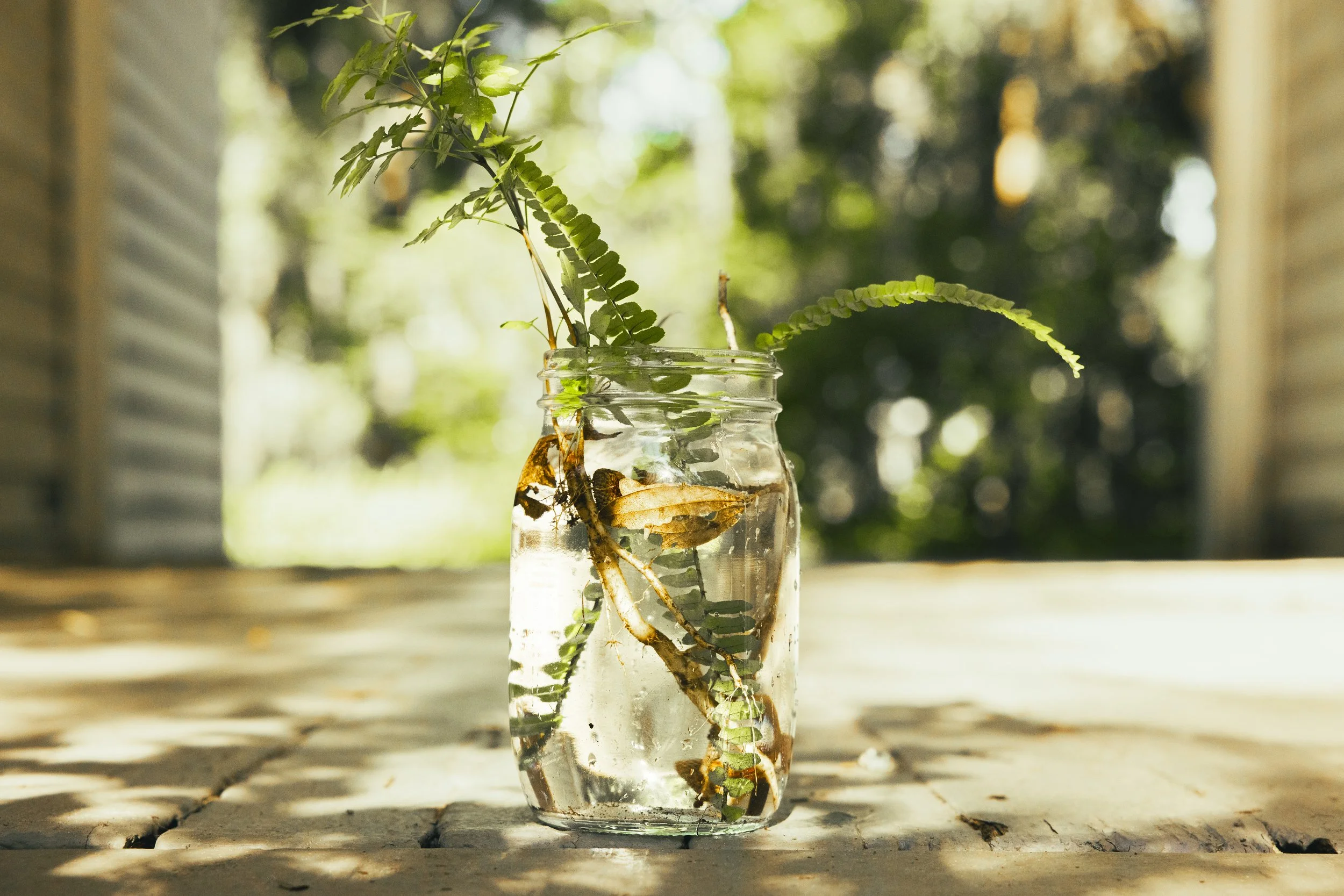 A glass jar filled with water holding a small fern and a dried leaf on a wooden surface, with a blurred green outdoor background.
