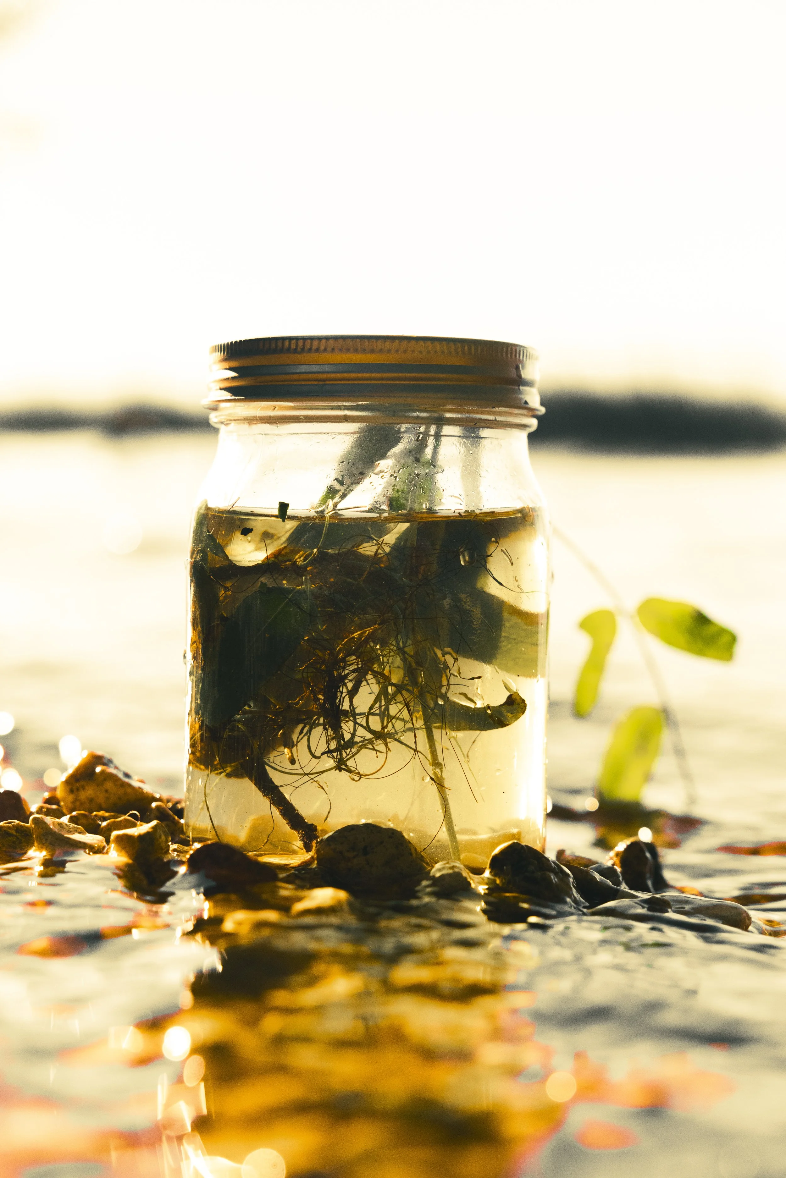 A glass jar with a lid, containing water and plant roots, is placed on a rocky shoreline with water and a sunset in the background.