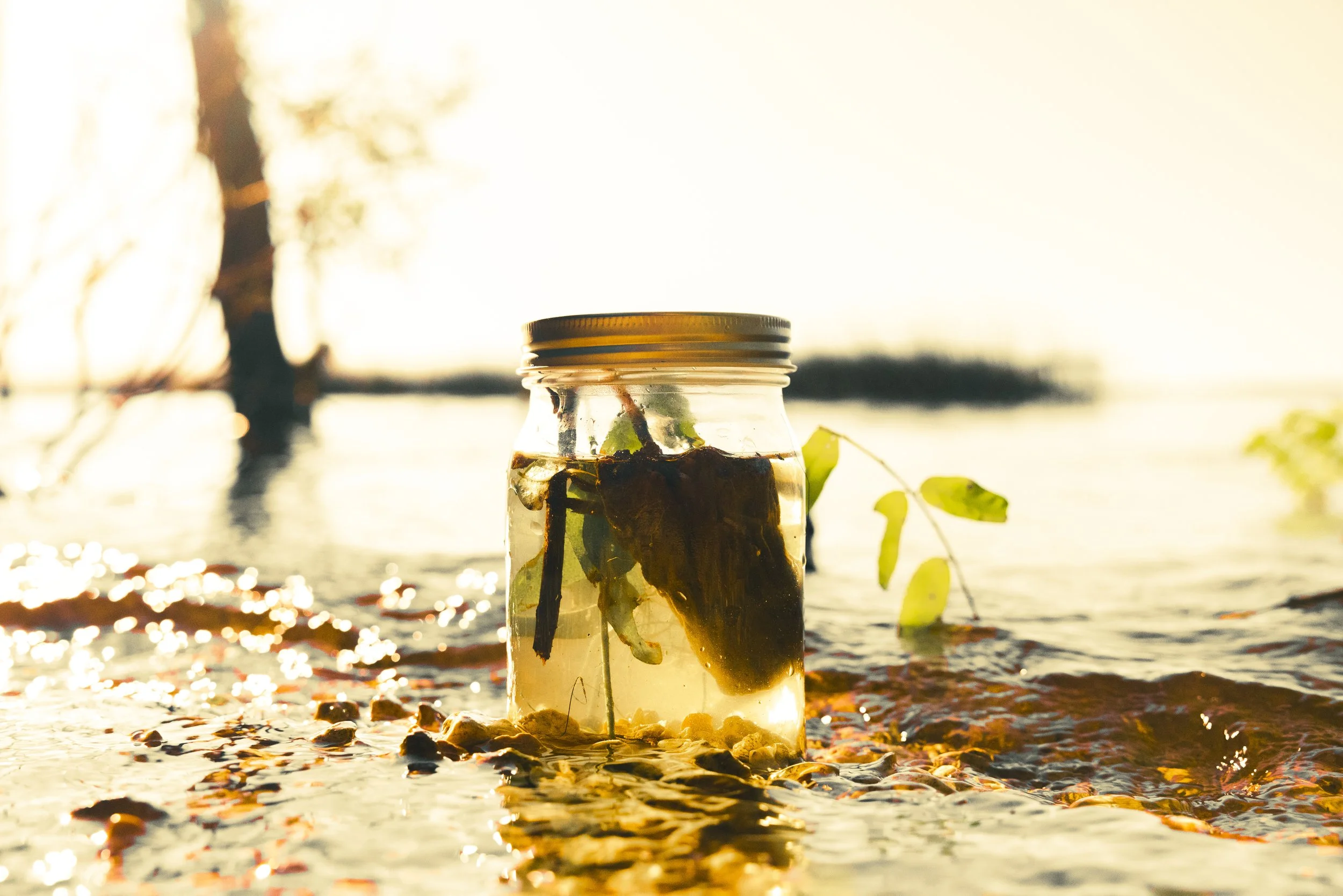 A glass jar with a metal lid containing a dark object and some green leaves, sitting on small rocks and pebbles by a body of water during sunset.