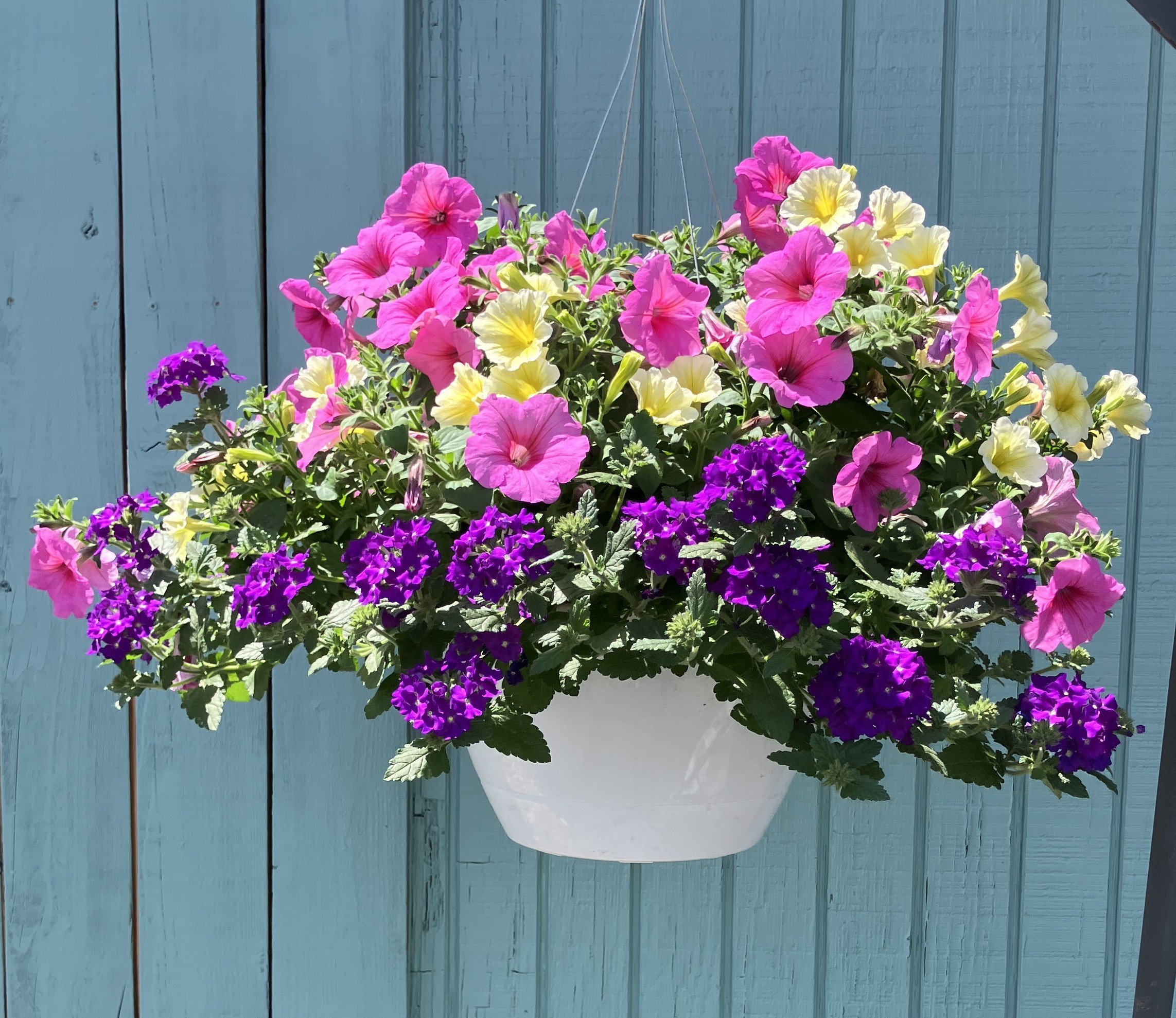 Classic Hanging Basket