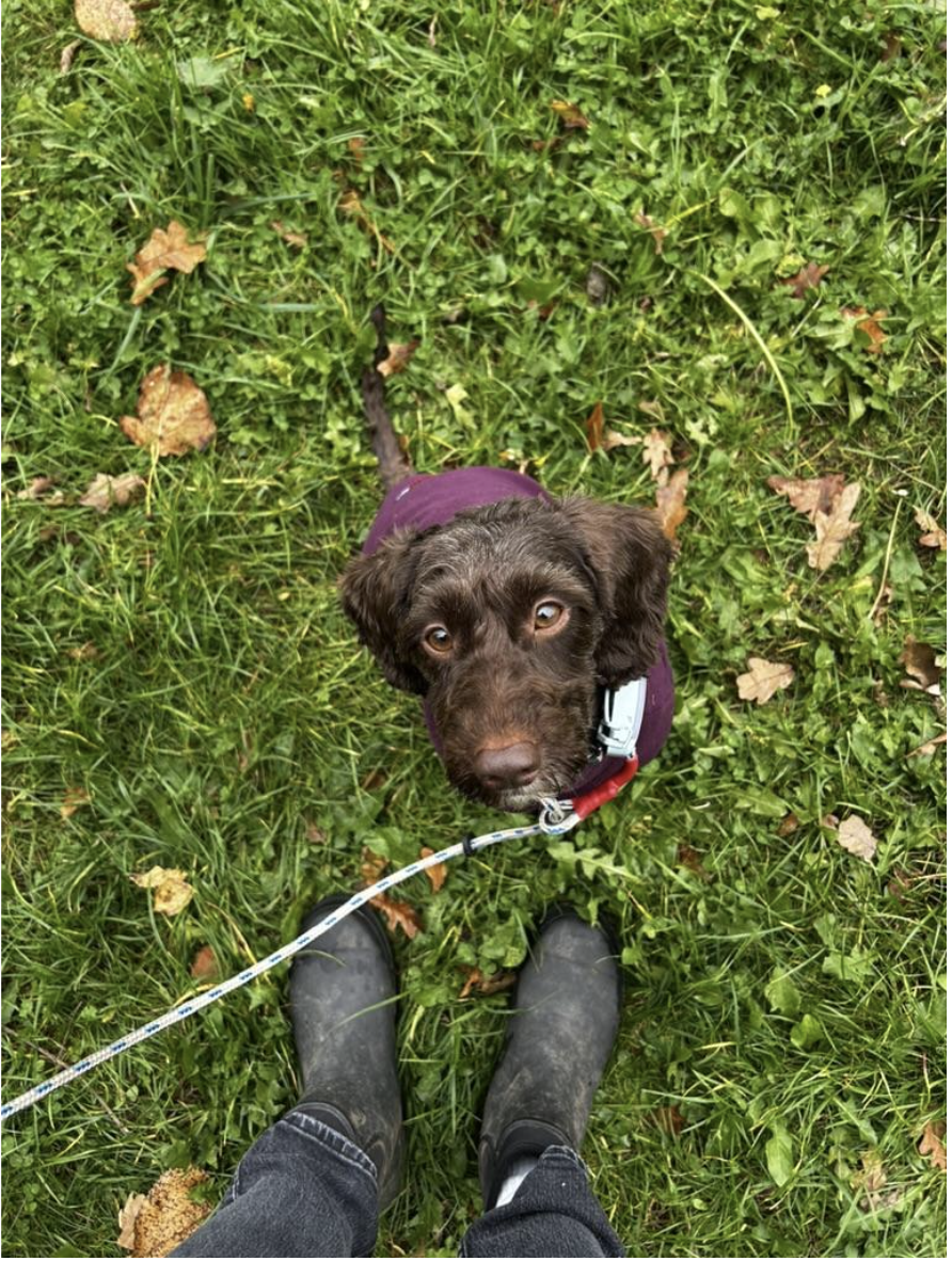  Rest &amp; Recovery for India - Hanging out with my dog, Ziggy.