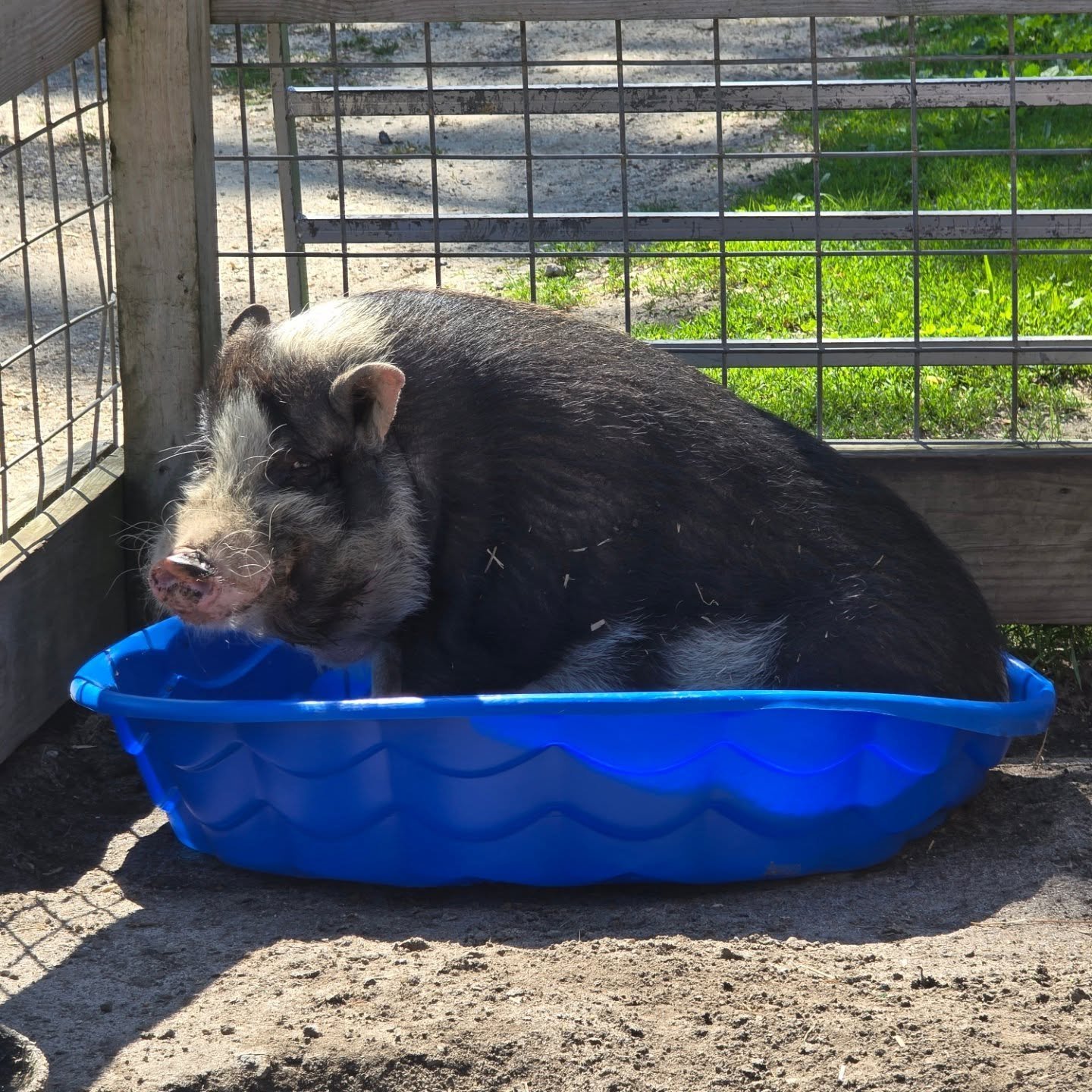 Just a pig living their best life 💦🐷

When the sun's blazing, you&rsquo;ll find brighton and the rest of the animals chilling in the kiddie pool like a true summer pro.

Please remember to keep an eye on all animals in this heat &mdash; plenty of s