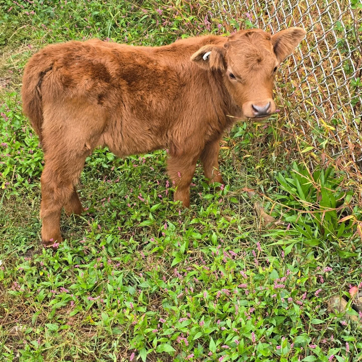 🐐🐰🐴 We&rsquo;re so excited to share that we&rsquo;ve been nominated for Long Island&rsquo;s Best Petting Zoo! 🎉

If you&rsquo;ve ever met our animals out in the community, shared a snuggle, or made a memory with us, we&rsquo;d be so grateful for 