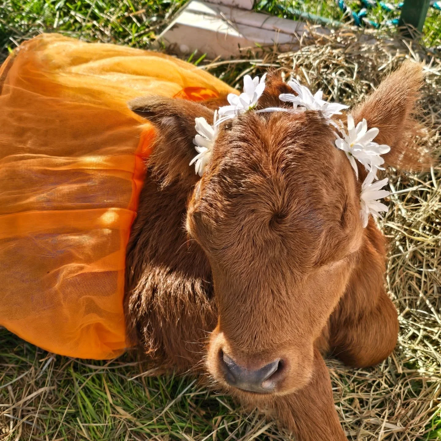 🐮 Help us decide! Our sweet baby cow needs a name &mdash; should it be Mabel or Buttercup? 💛 Cast your vote!

#BabyCow #FarmLife #SteppinOutPonies #SchmittFamilyFarm #LongIslandFarms #FarmFun #VoteForHerName