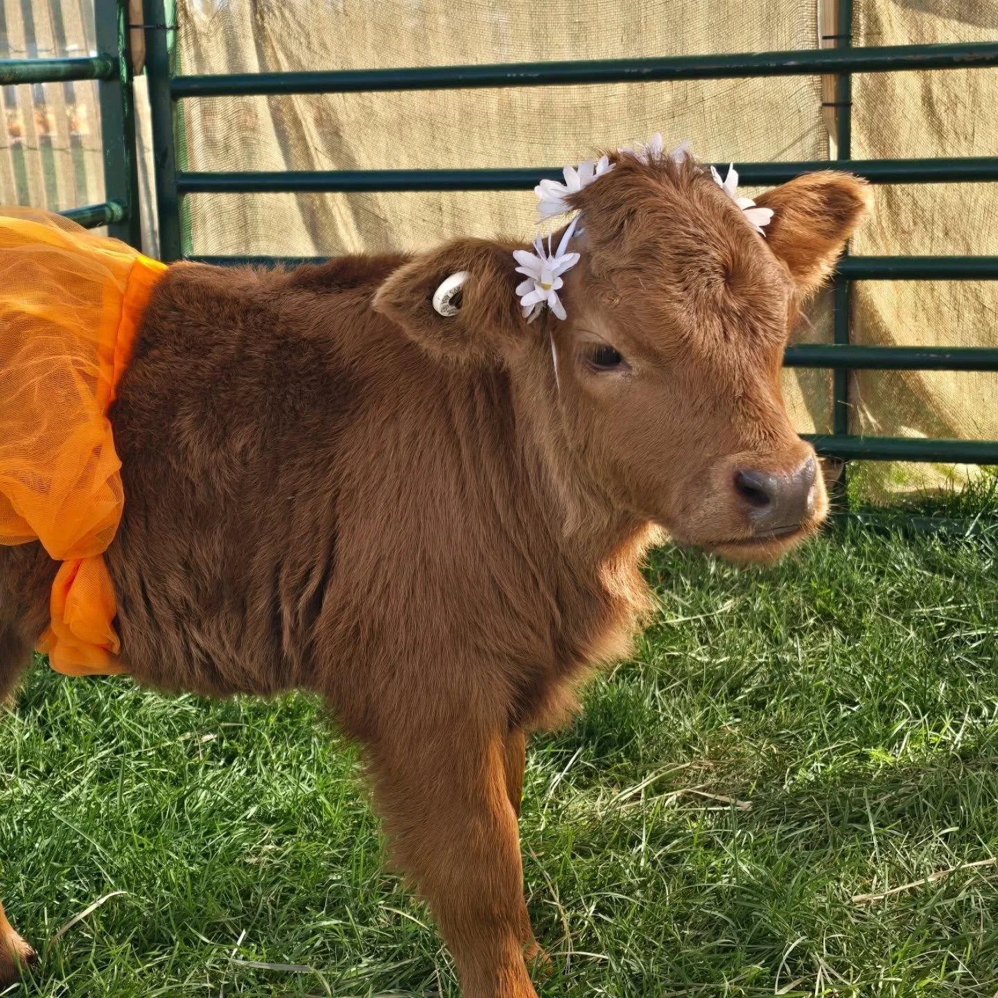 🎉🐮 Drumroll, please&hellip; our baby cow officially has a name! Everyone, meet Mabel &mdash; the cutest little moo on the block! 💕
She&rsquo;s already practicing her model poses and winning hearts left and right. Thanks to everyone who helped us c