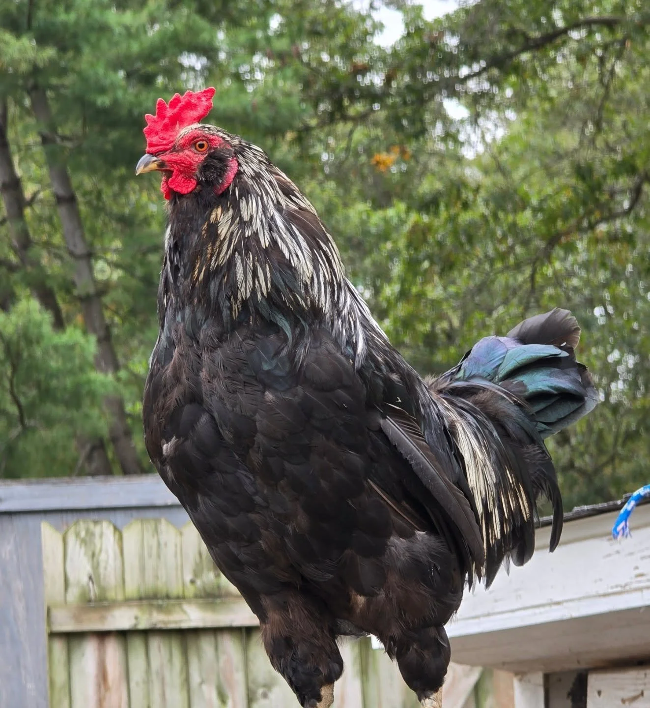 🌞🐓 Good morning from Zero!
Our sweet rescued rooster is greeting the day with his cheerful doodle-doo! He&rsquo;s here to remind everyone to start the day with a smile, soak up the sunshine, and find something to crow about today! ☀️💛

Zero&rsquo;