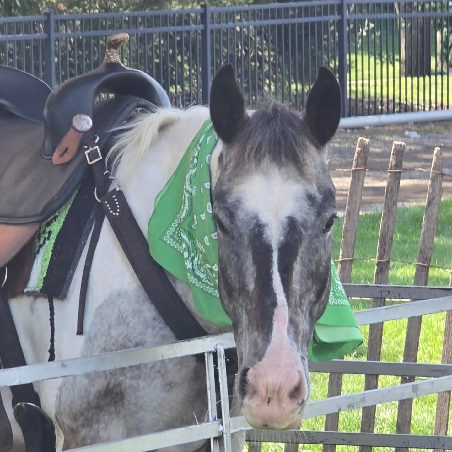 🌟 We need your help, friends! 🌟
Vote for Steppin&rsquo; Out Ponies under the Petting Zoo category for Long Island&rsquo;s Best! 🐐🐴🐰
Your daily votes mean the world to us and help our rescued and loved animals get the recognition they deserve 💛
