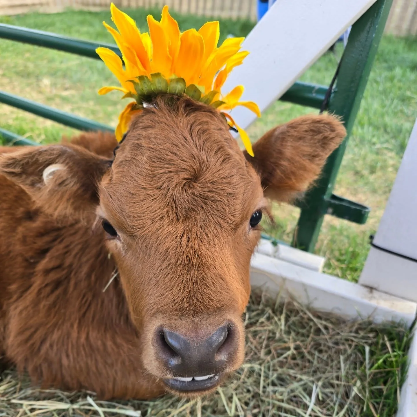 🐐💛 Mabel here with a friendly reminder — don’t forget to keep voting for Petting Zoo for Long Island’s Best every single day! 🎉 Your votes help us share our love for animals, smiles, and all the fun we bring to families across th